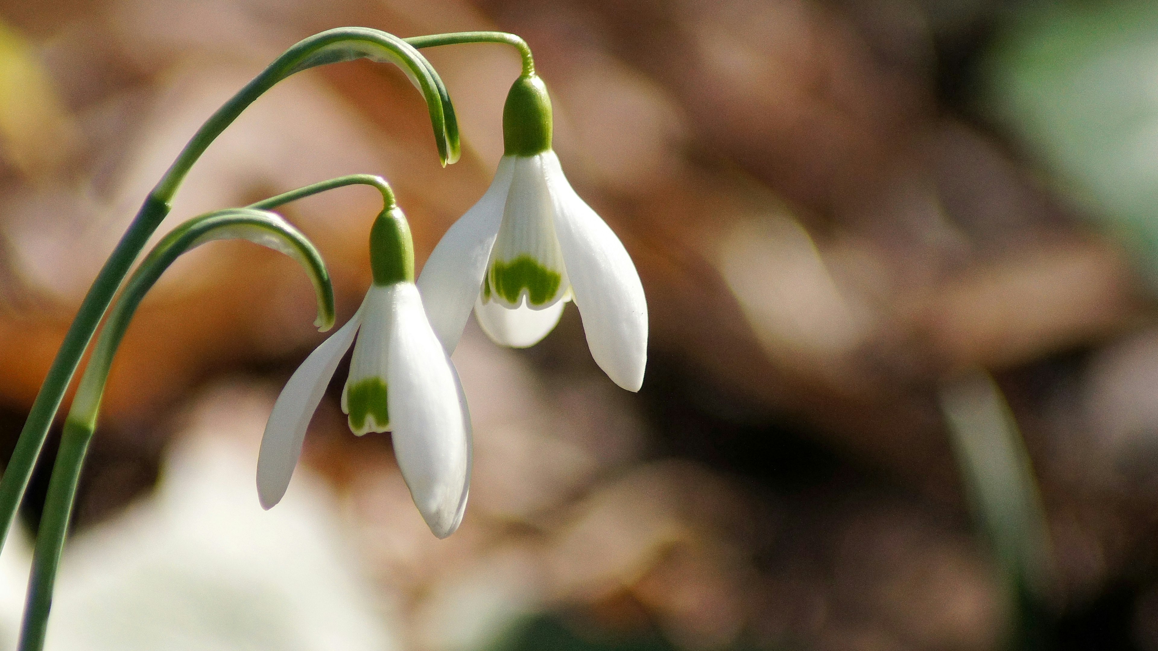 二つのスノードロップの花が緑の茎から垂れ下がっている