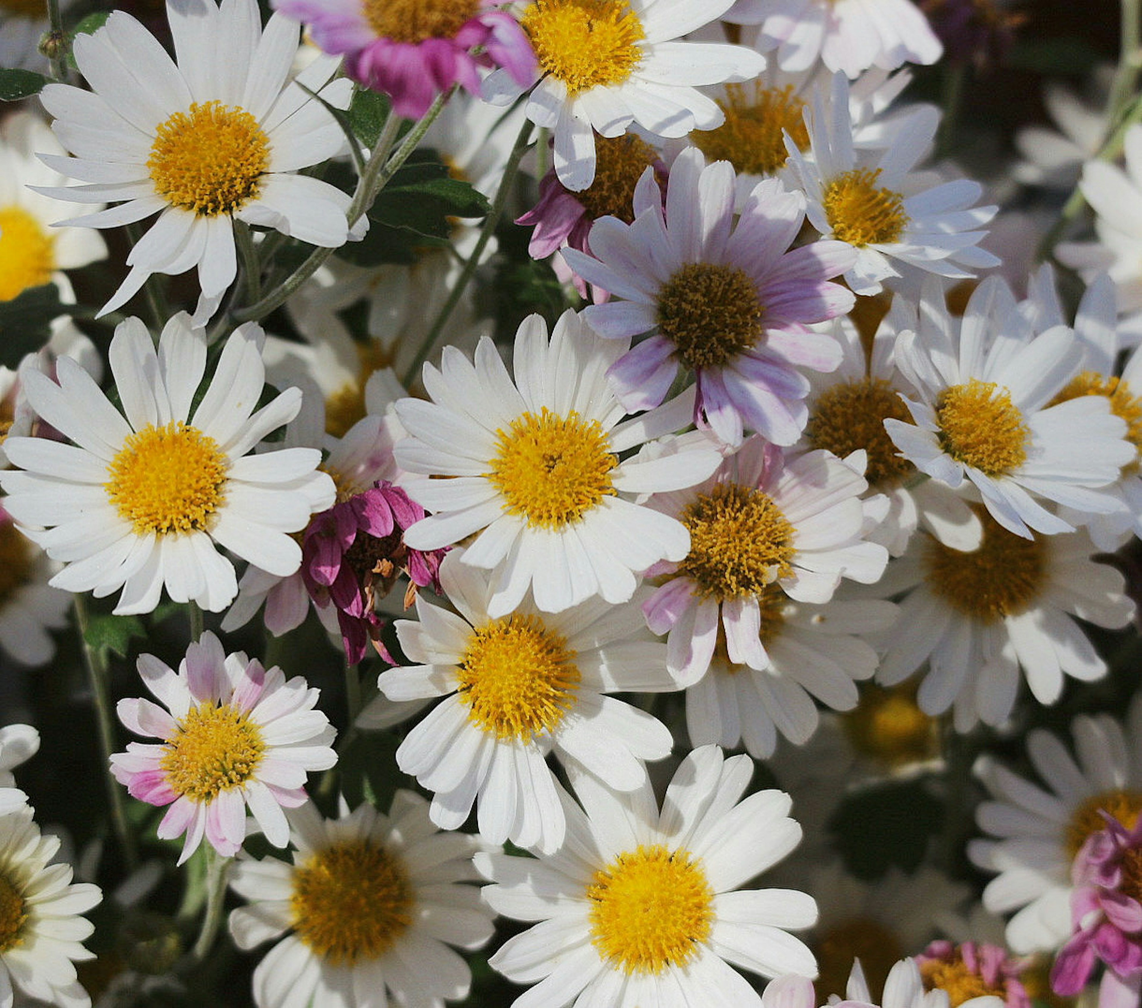 Bündel weißer Blumen mit gelben Mittelpunkten