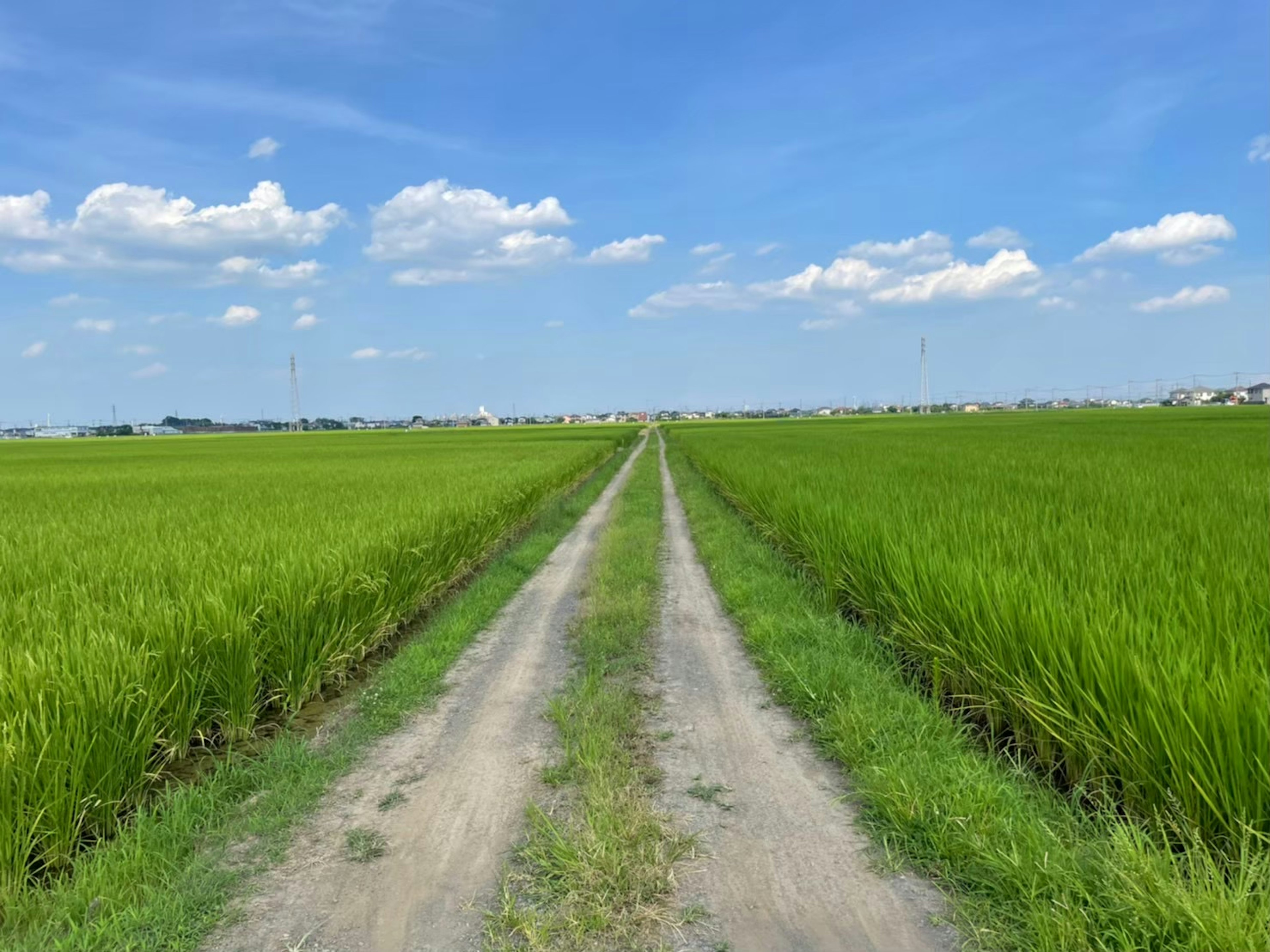 青々とした稲田の間に広がる砂利道と青空