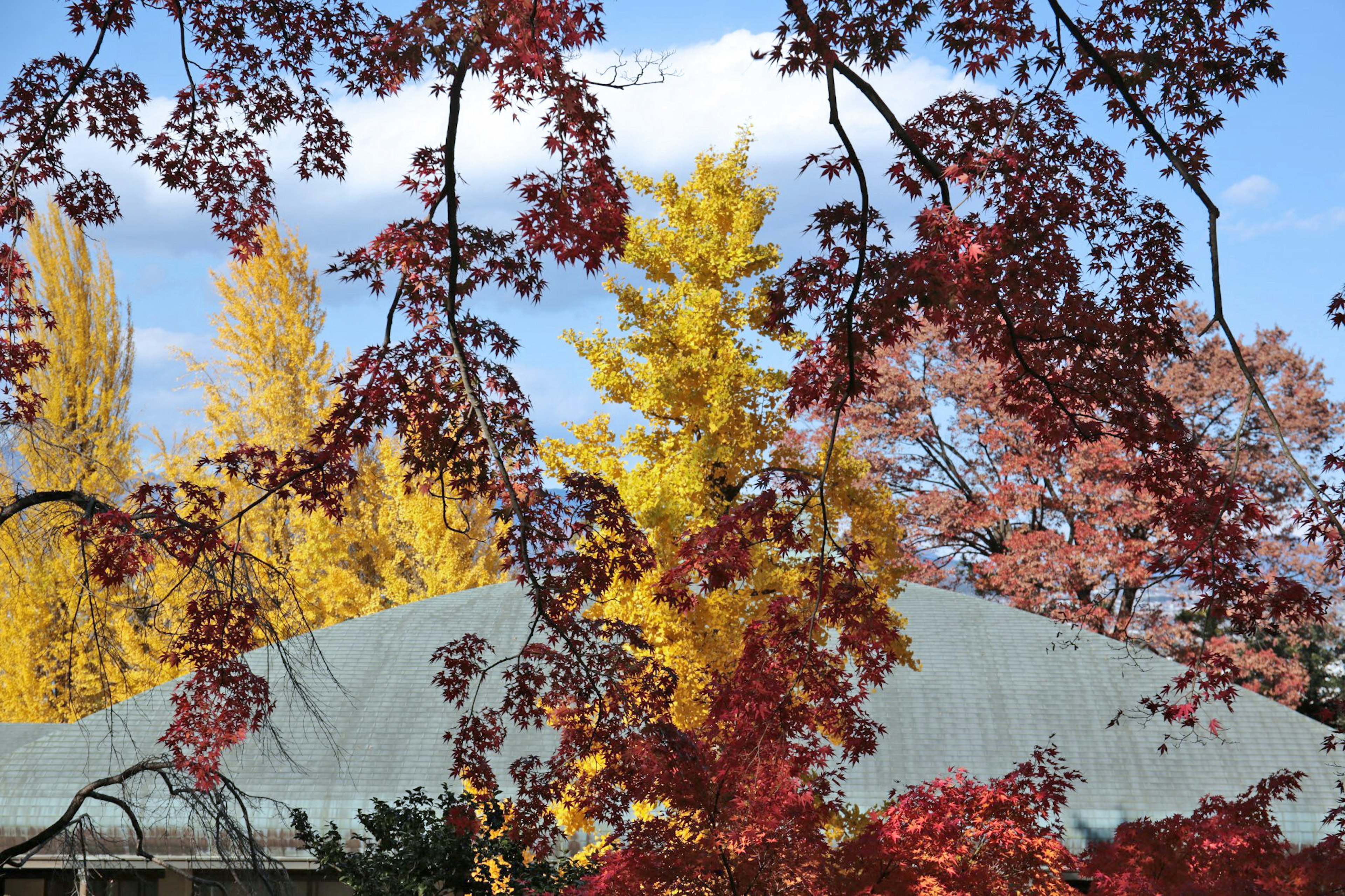 Alberi autunnali colorati e un tetto sotto un cielo blu