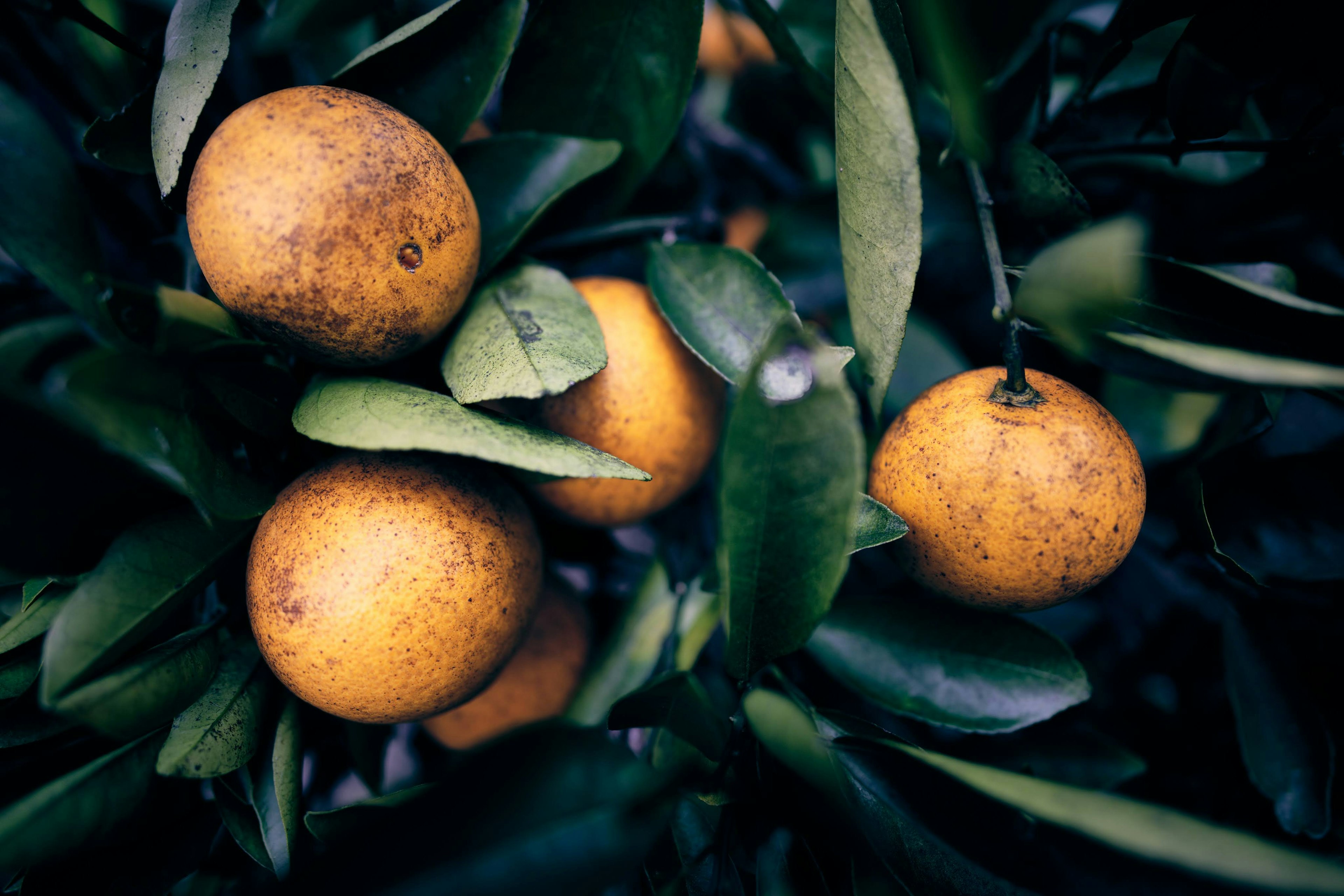 Naranjas maduras entre hojas verdes