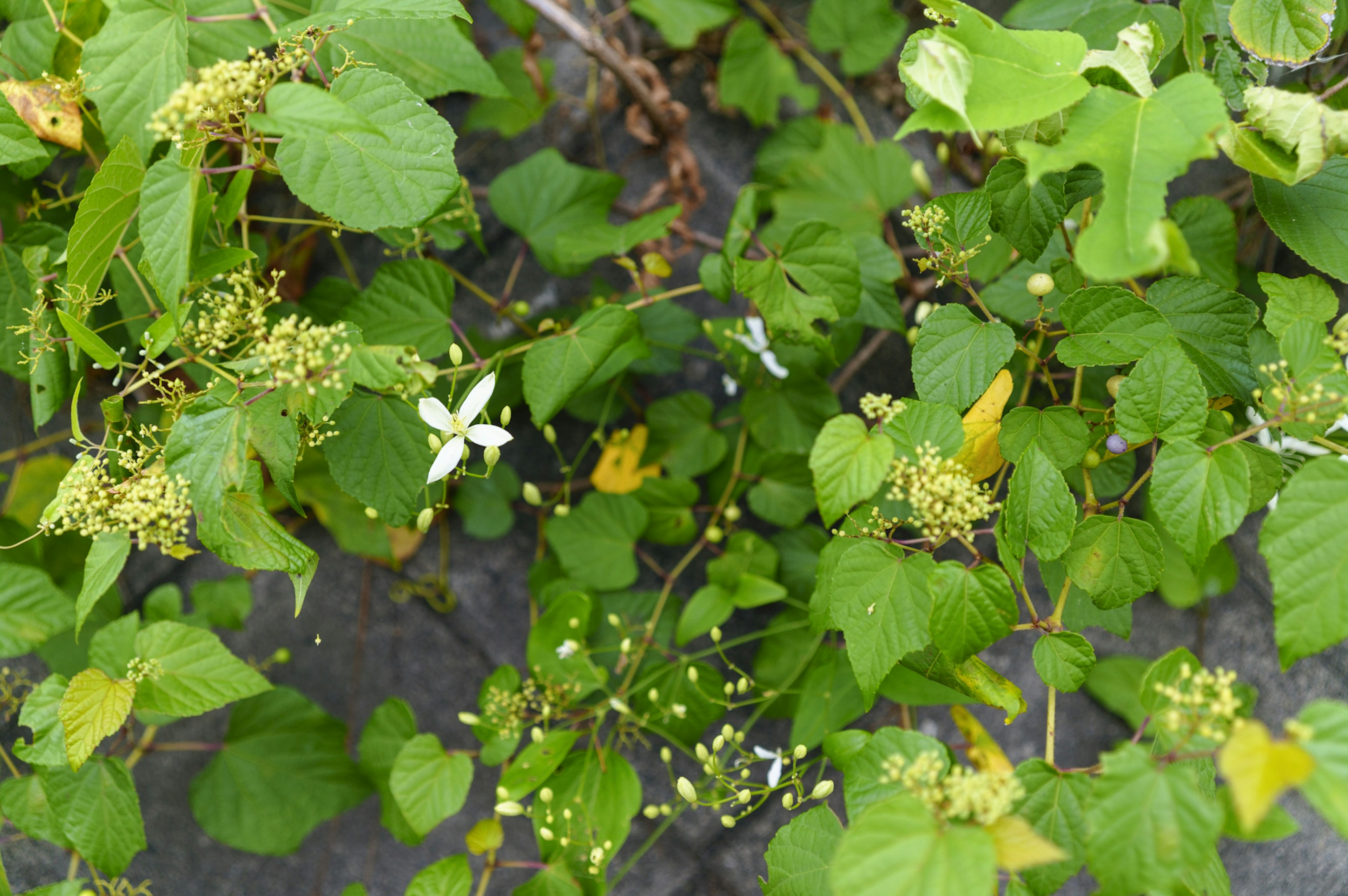 緑の葉と小さな白い花が散りばめられた植物のクローズアップ