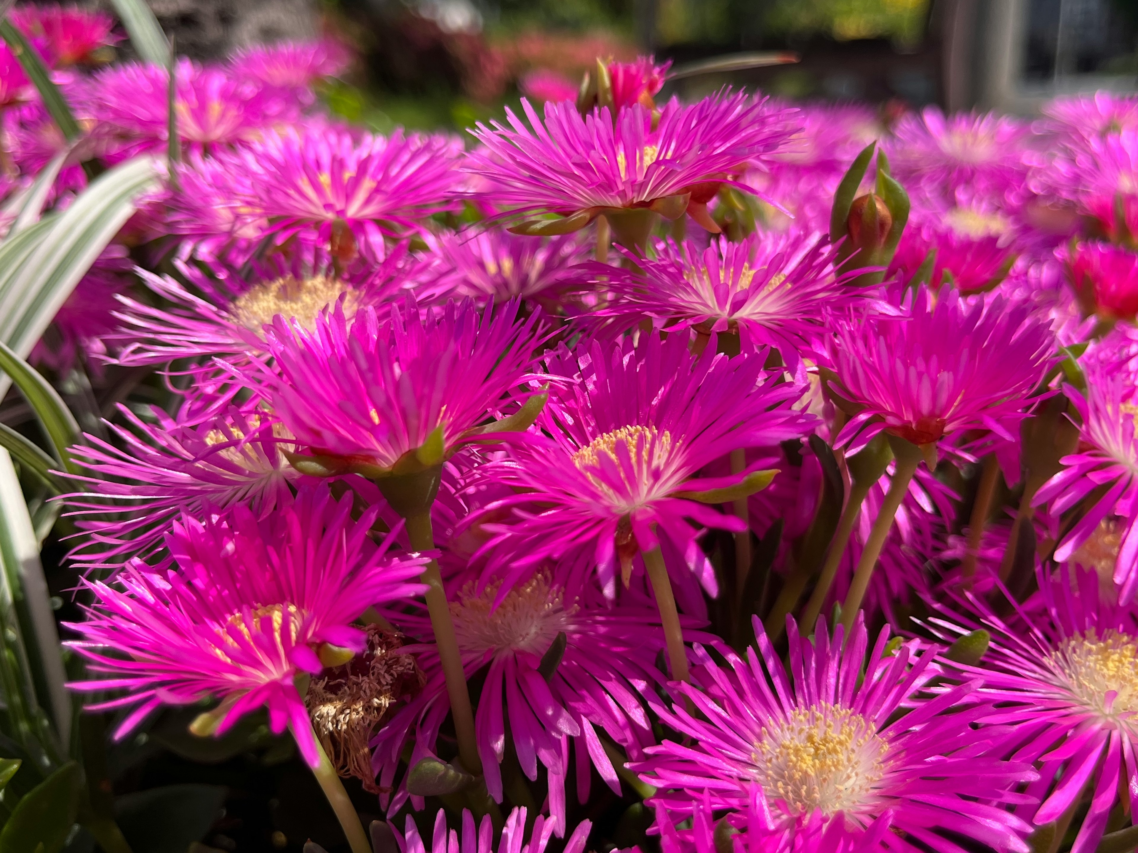 ดอกไม้สีชมพูสดใสบานในสวนเขียวขจี