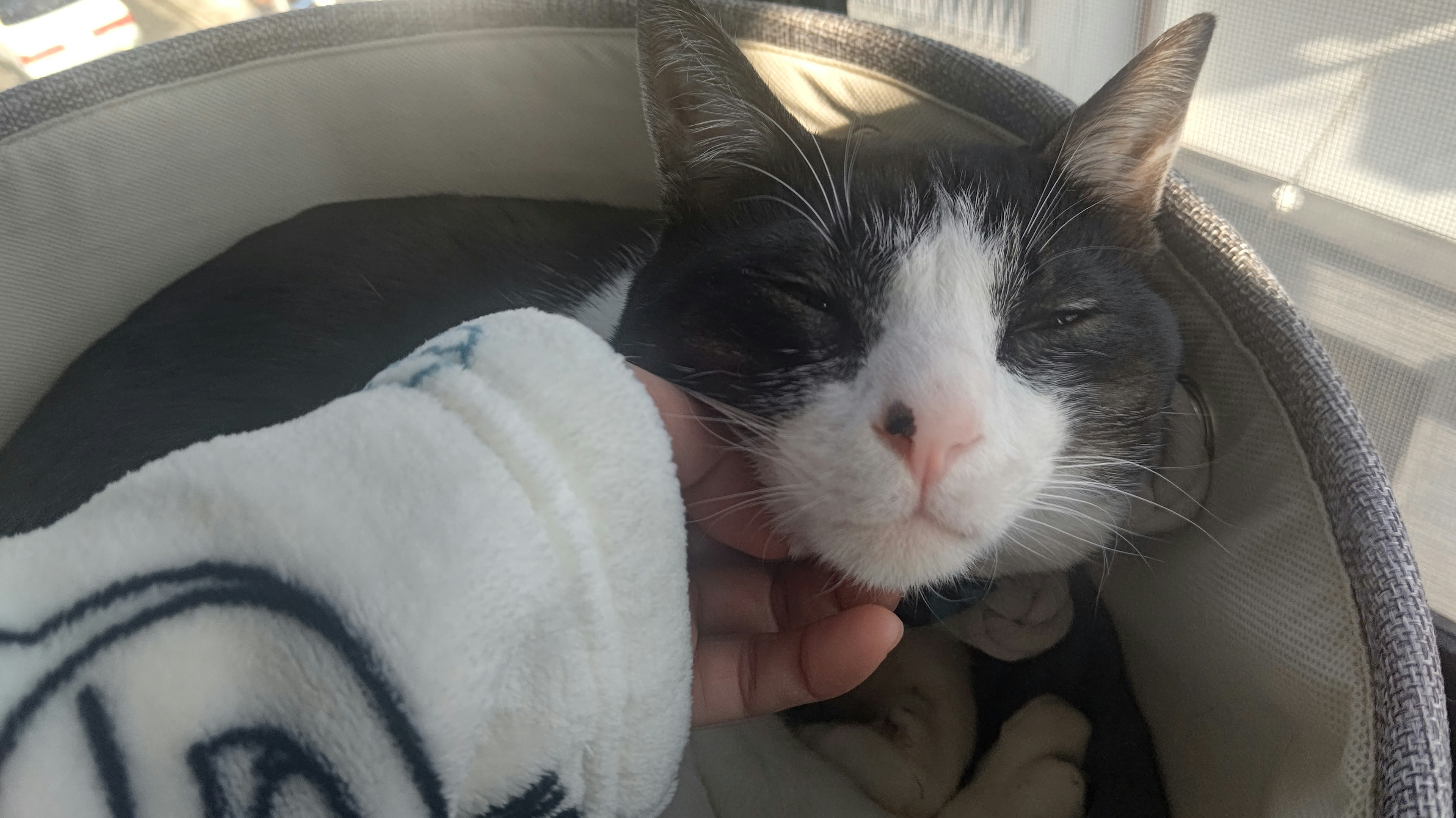 Black and white cat being petted by its owner