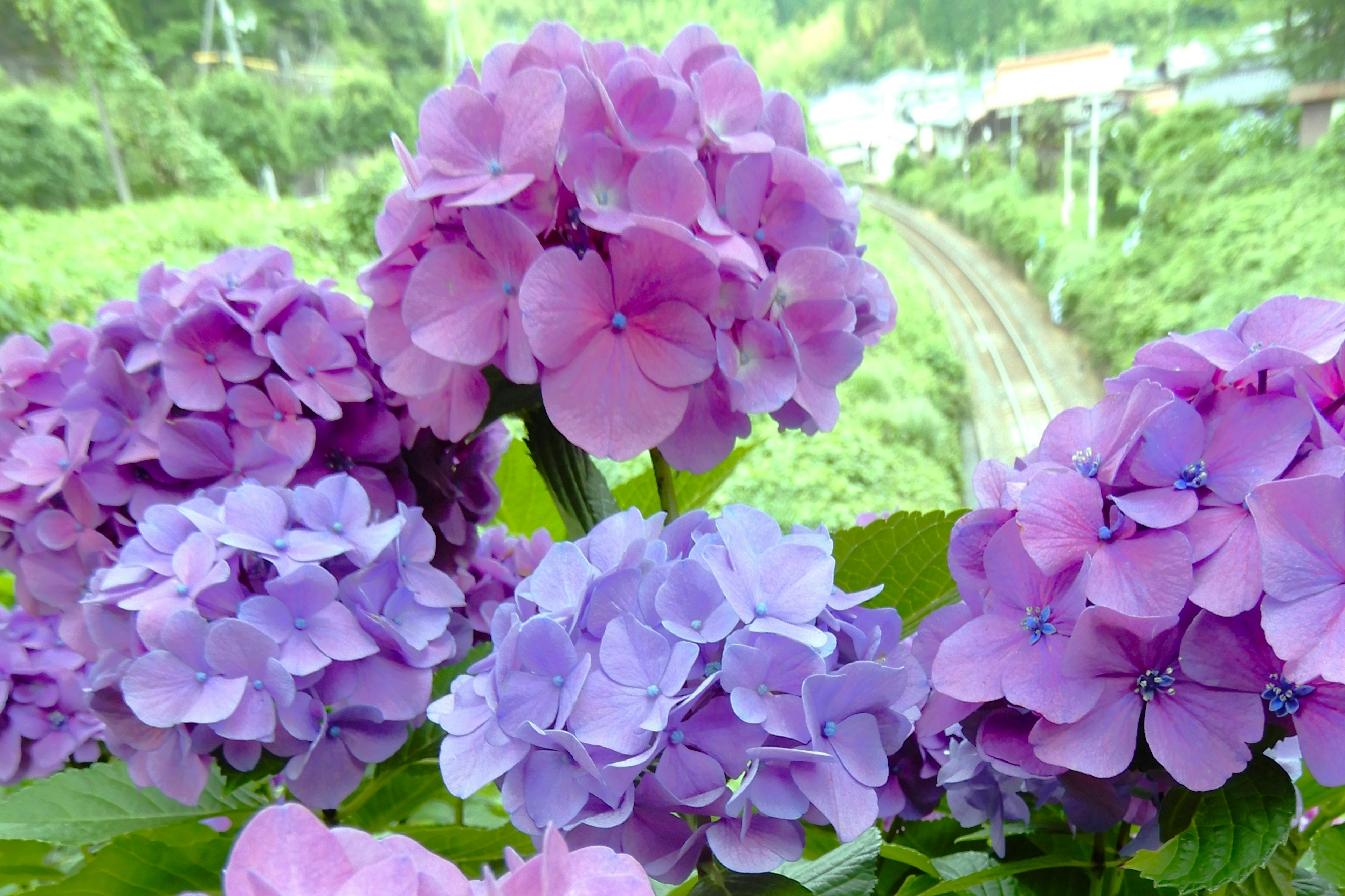 Purple hydrangeas blooming with a green landscape in the background