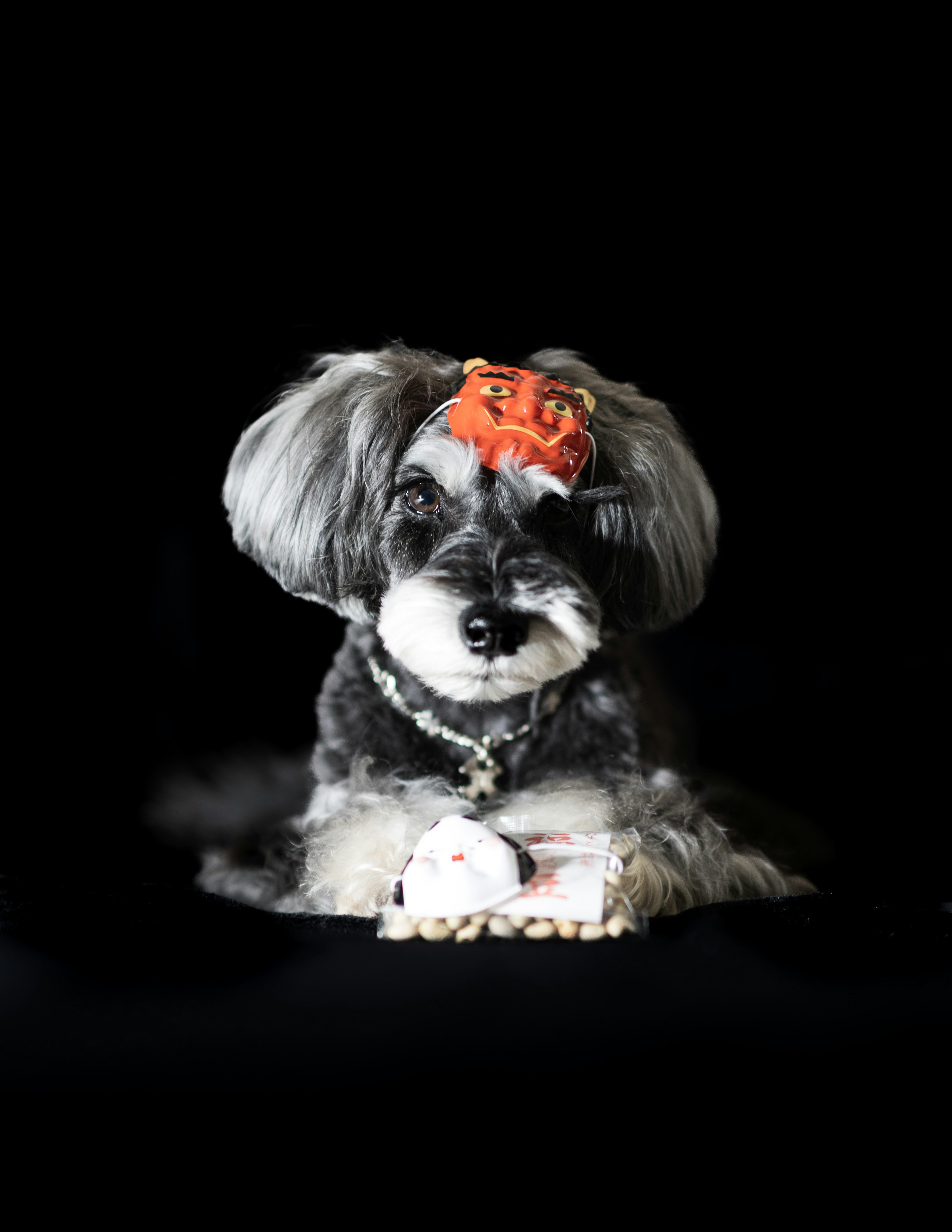 Cute dog sitting against a black background wearing an orange bow on its head