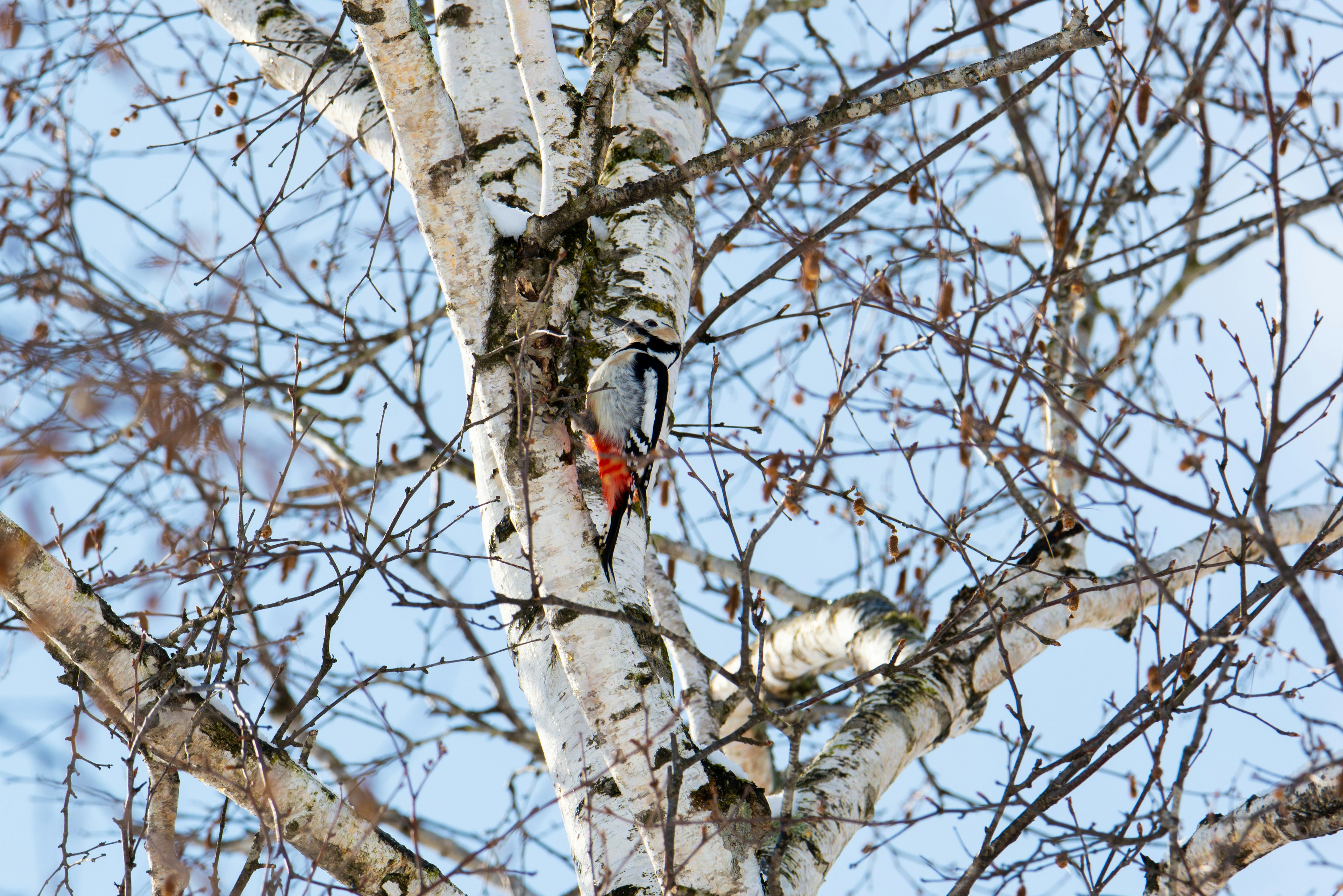 Acercamiento de un pájaro carpintero en un árbol de abedul