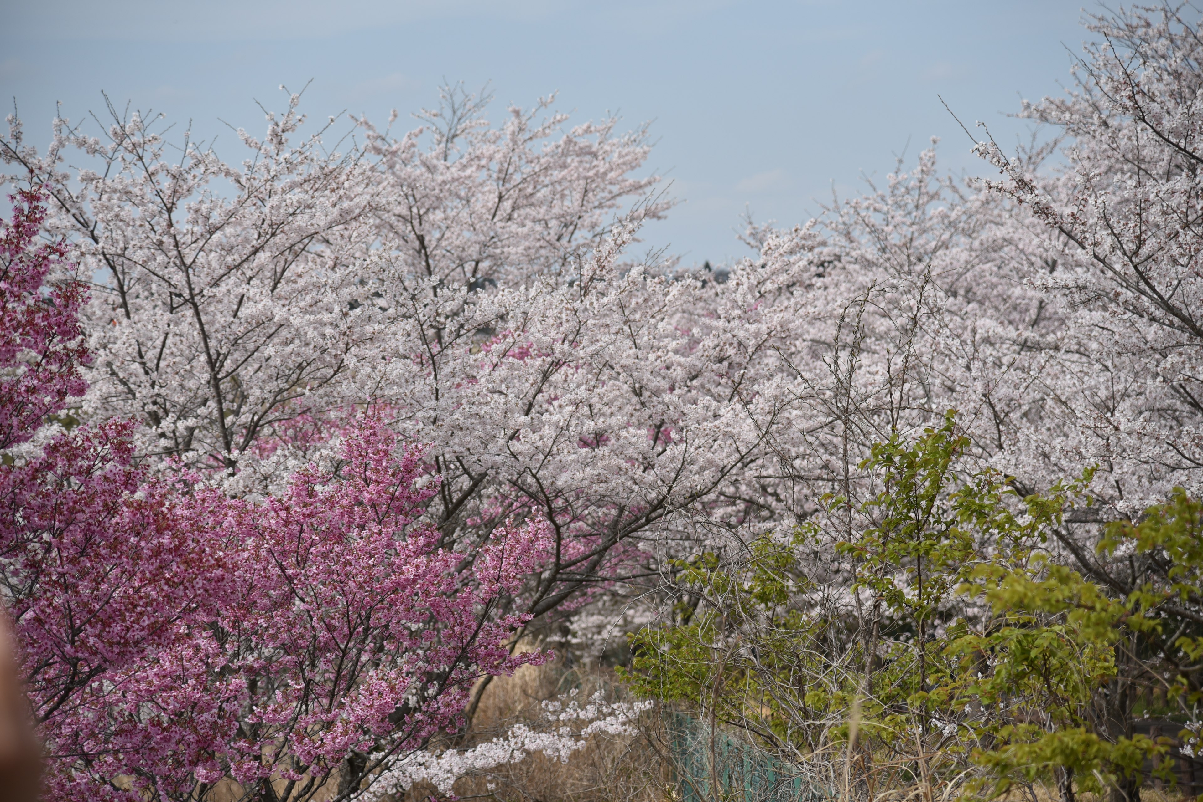 Cherry blossom trees in full bloom with pink and white flowers under a blue sky