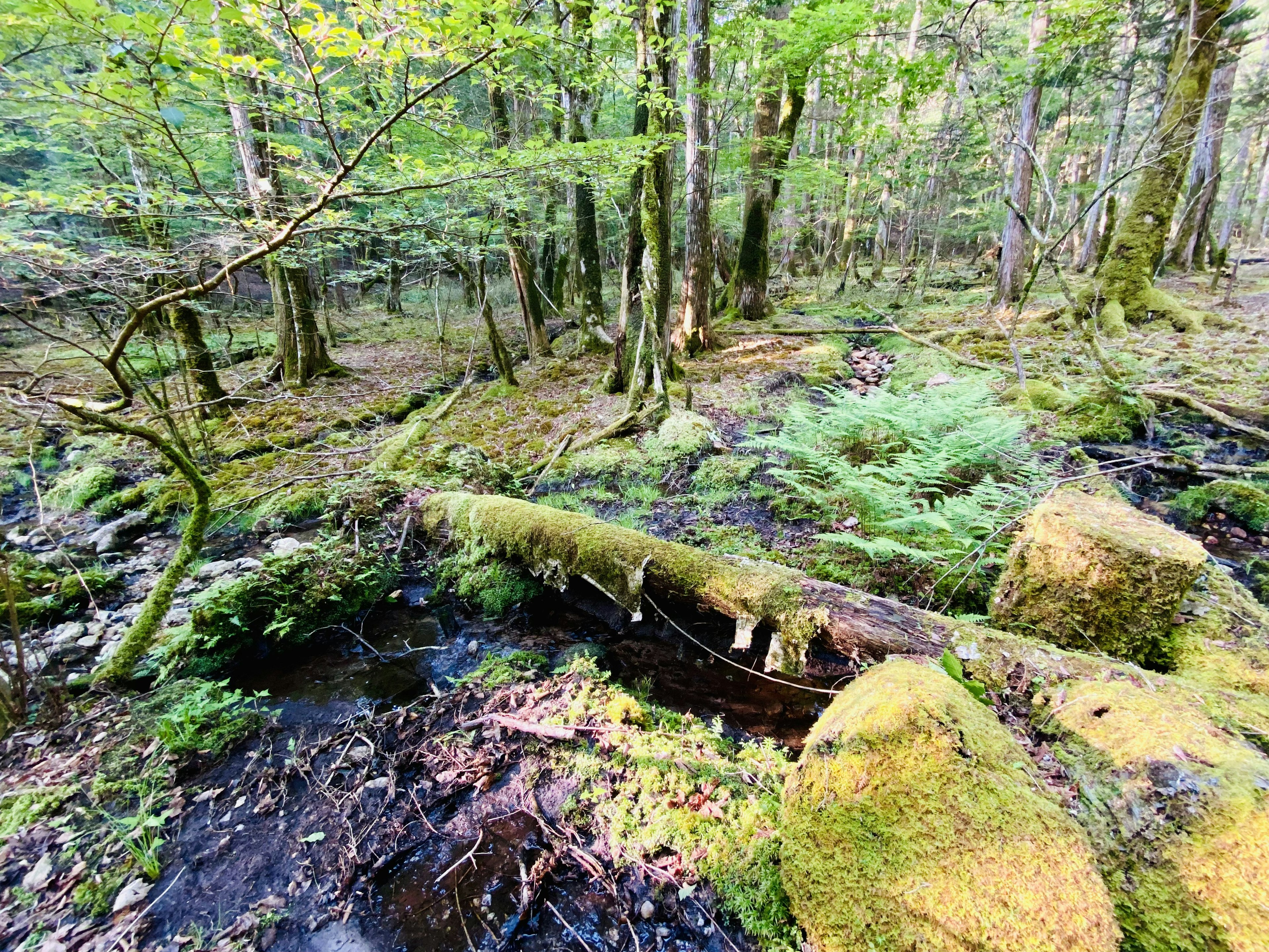 一幅郁郁葱葱的森林场景，倒下的树木被苔藓覆盖，小溪在流淌