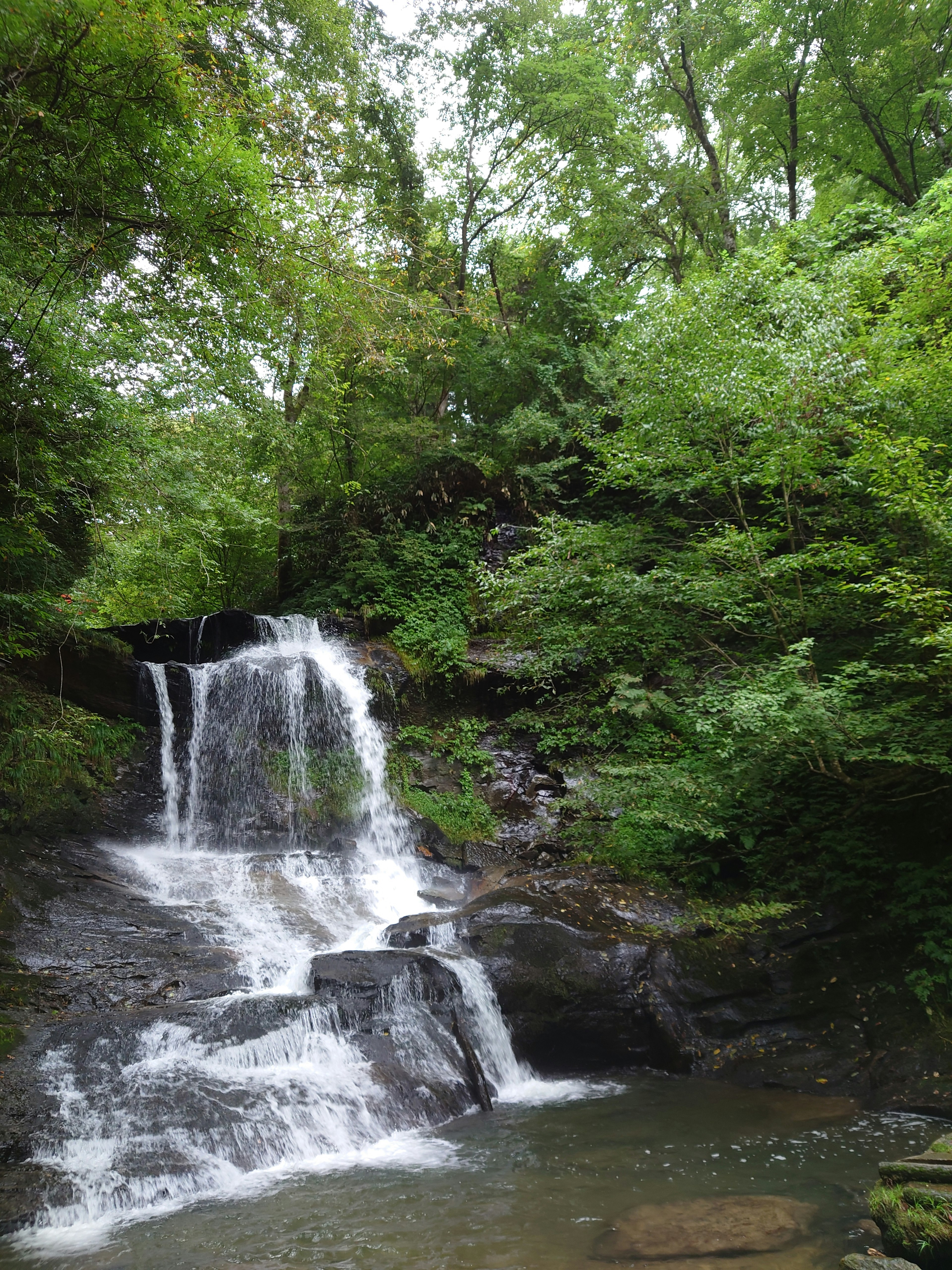 Cascada rodeada de árboles verdes exuberantes y rocas