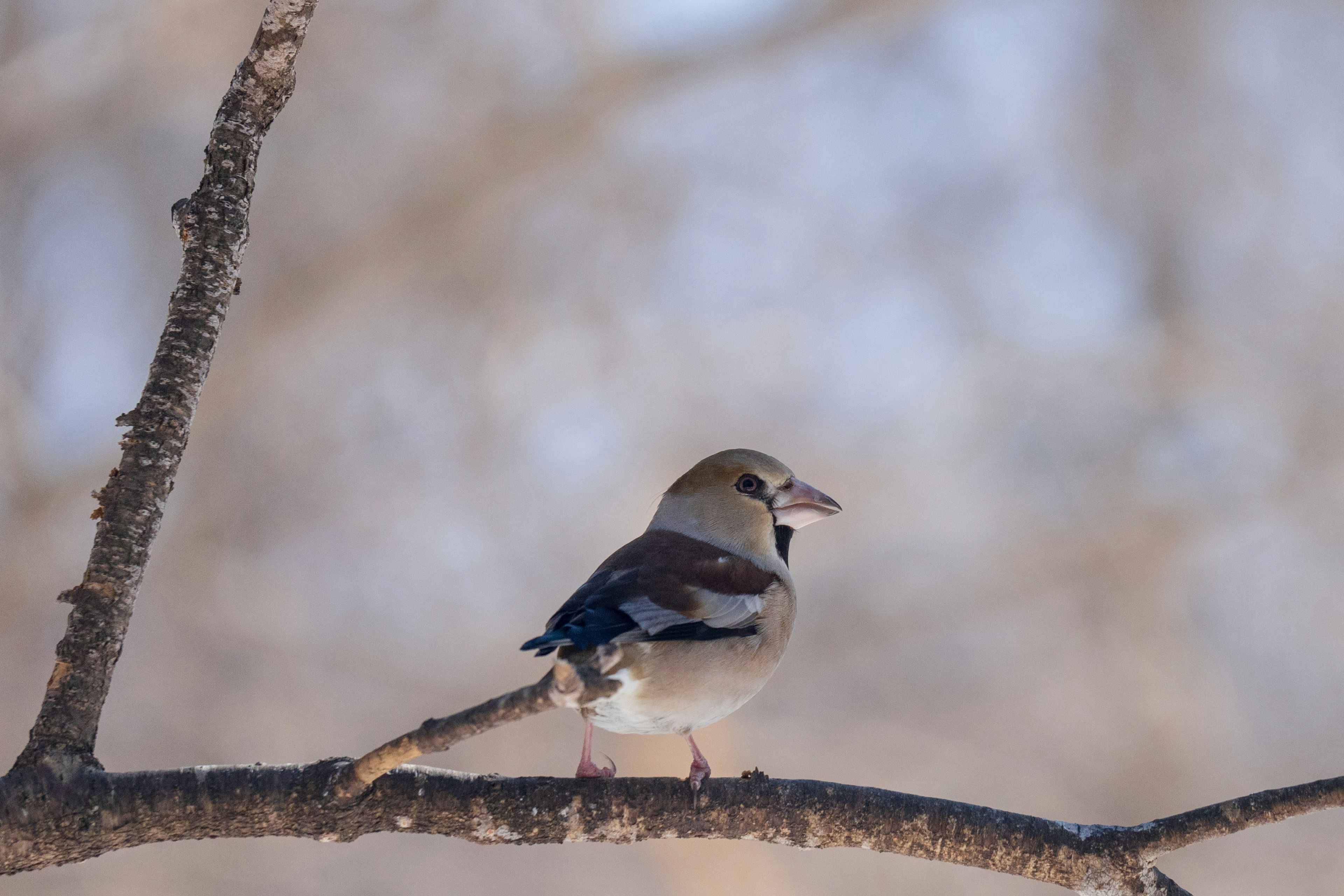 Profile of a small bird perched on a tree branch