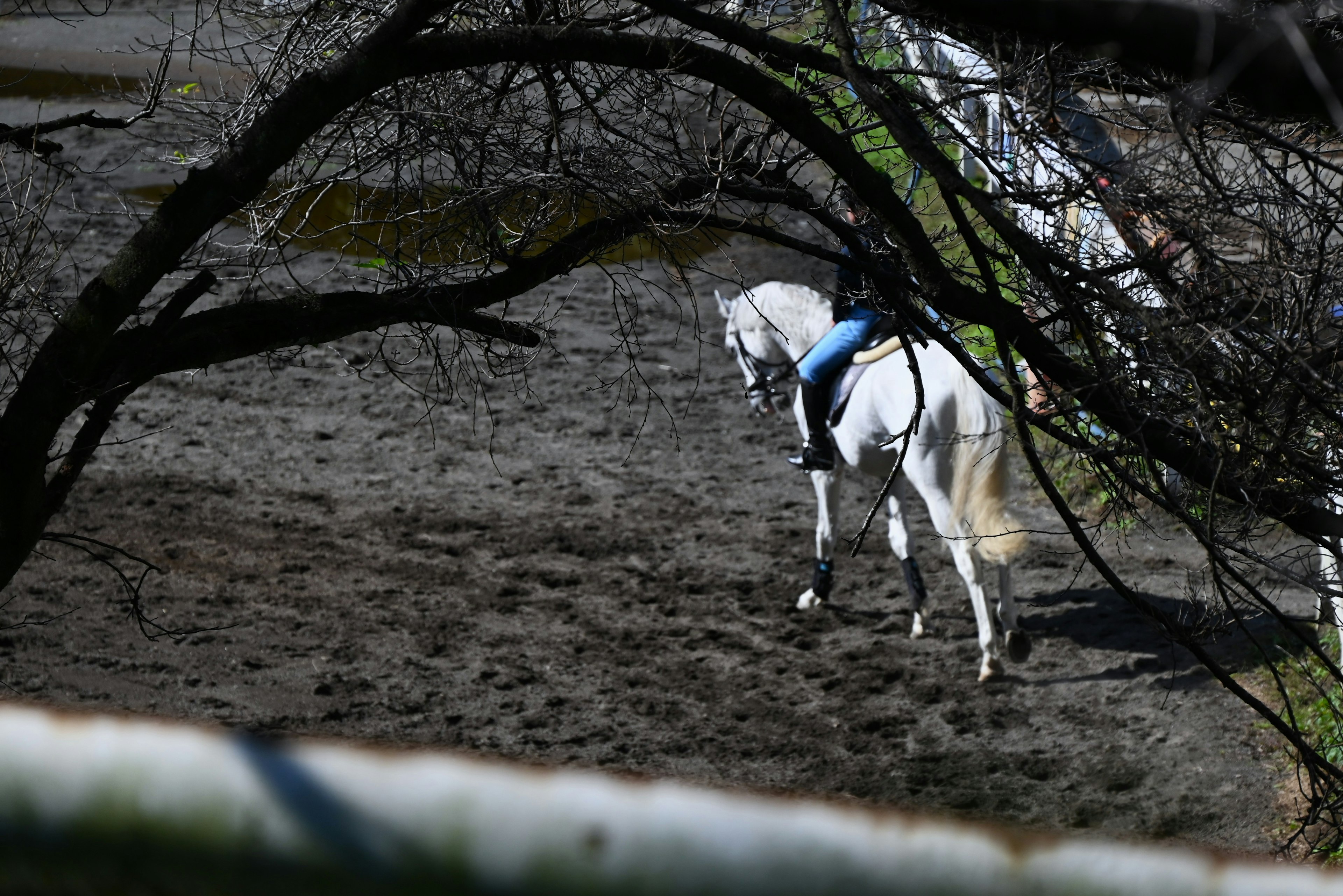 A white horse wearing a blue saddle in an outdoor arena