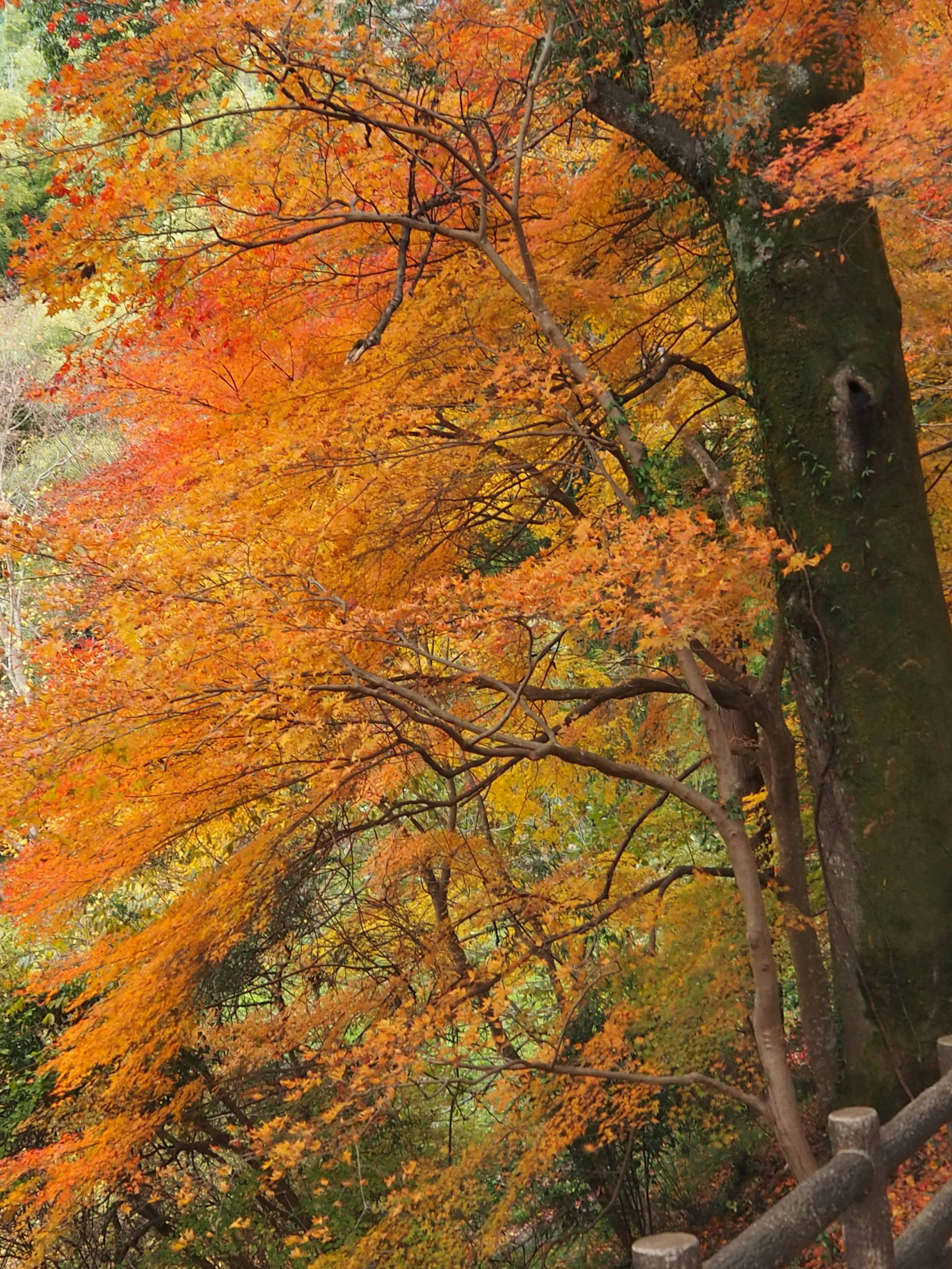 Scenic view of vibrant autumn foliage on trees