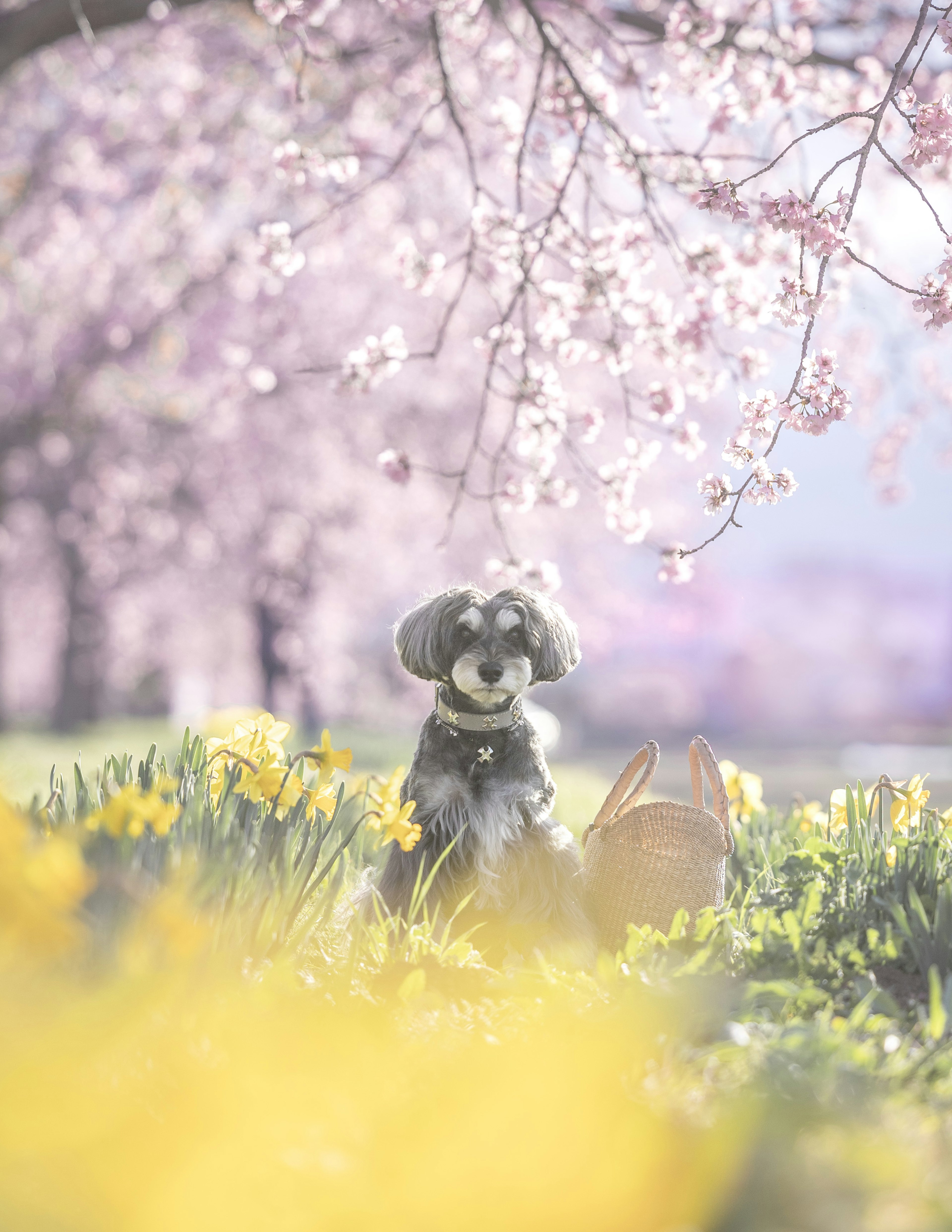 A playful dog and cat in a blooming spring meadow