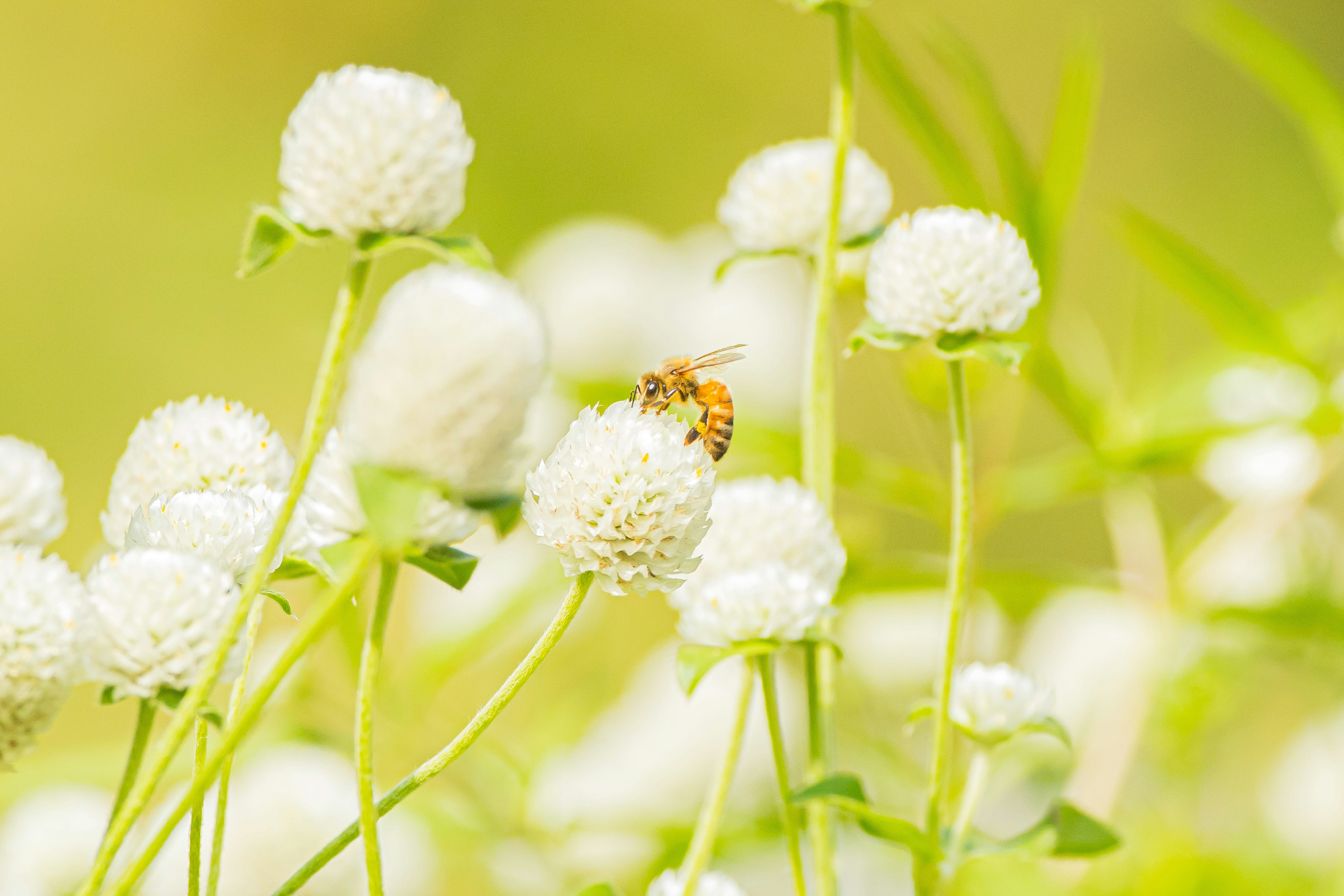 Photo of white ball-shaped flowers with a bee and a soft background