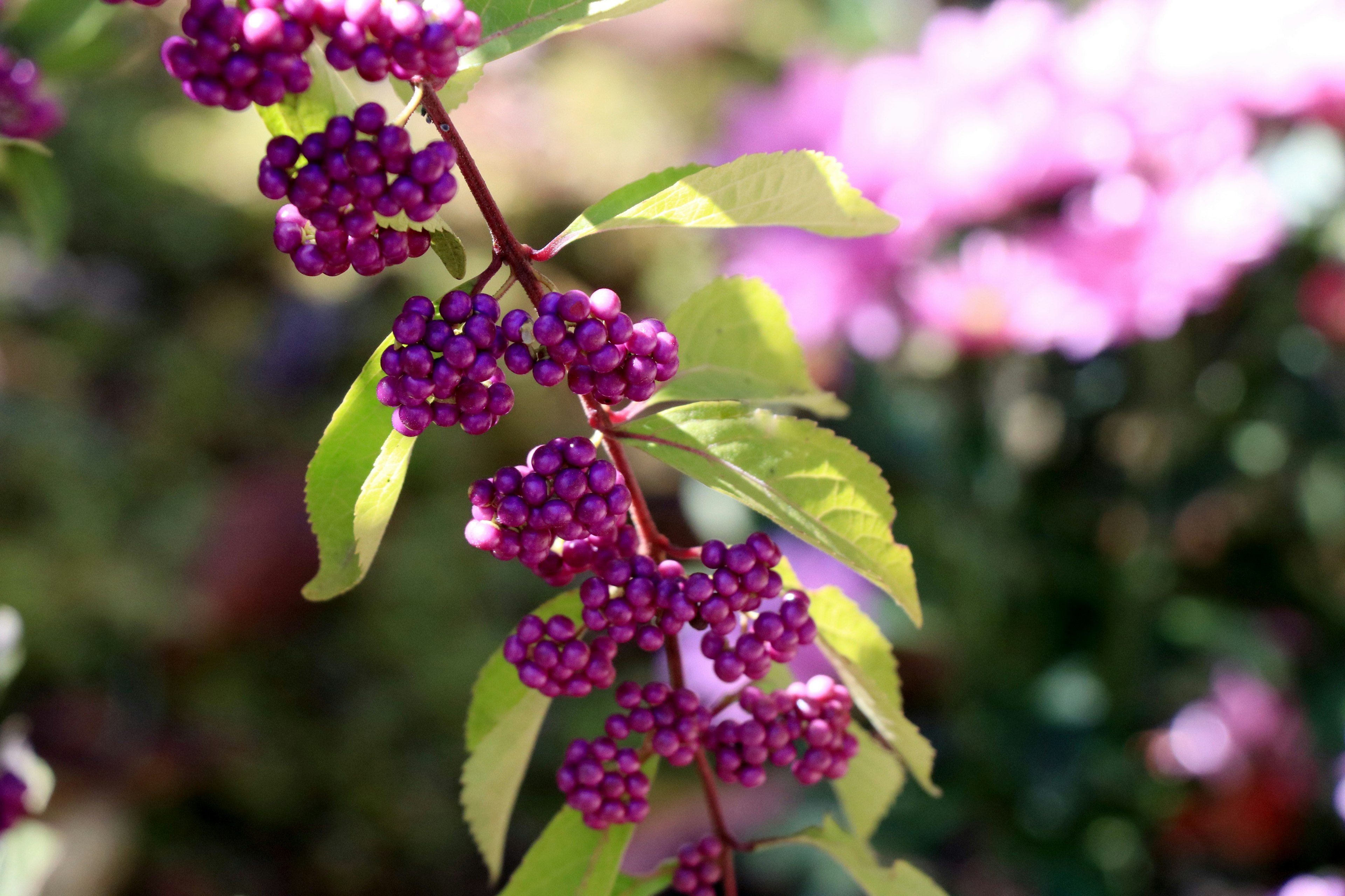 Branche d'une plante avec des baies violettes et des fleurs roses floues en arrière-plan