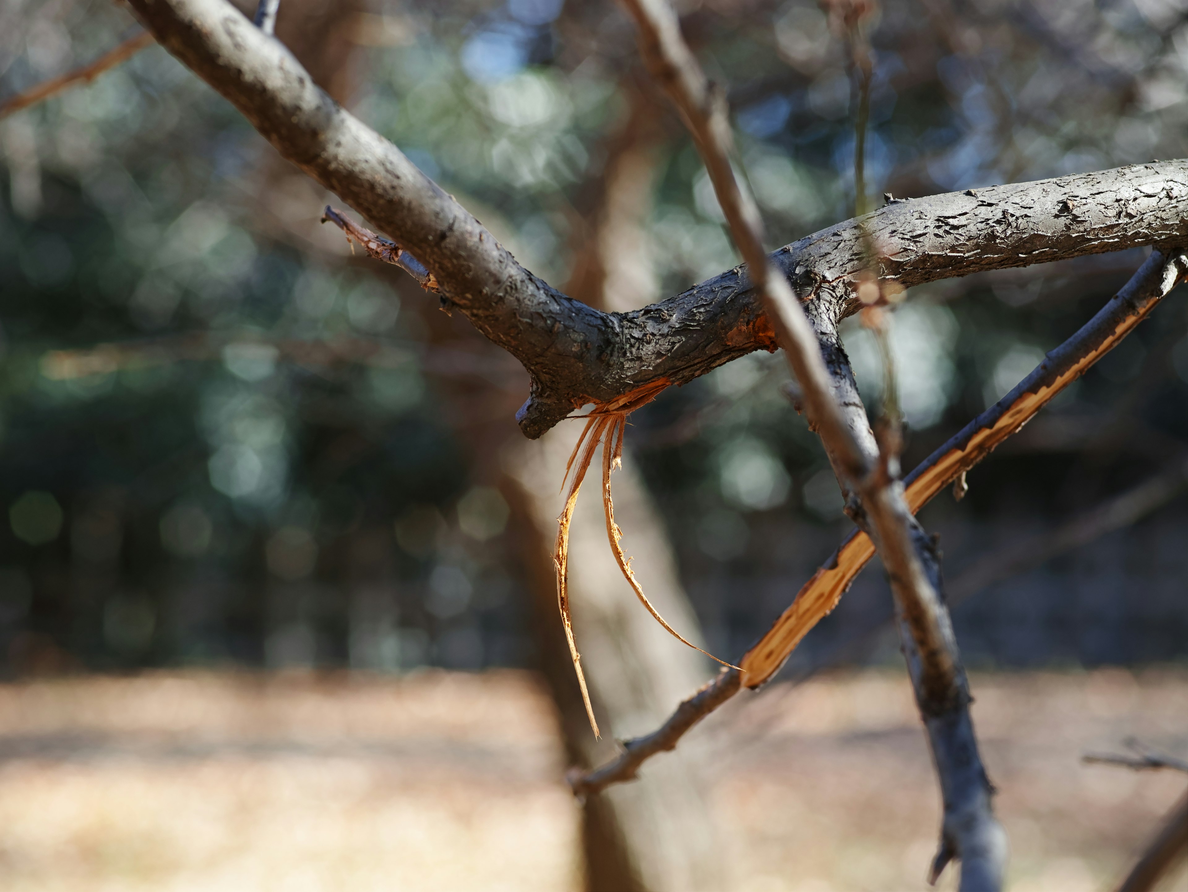 樹枝特寫，背景模糊