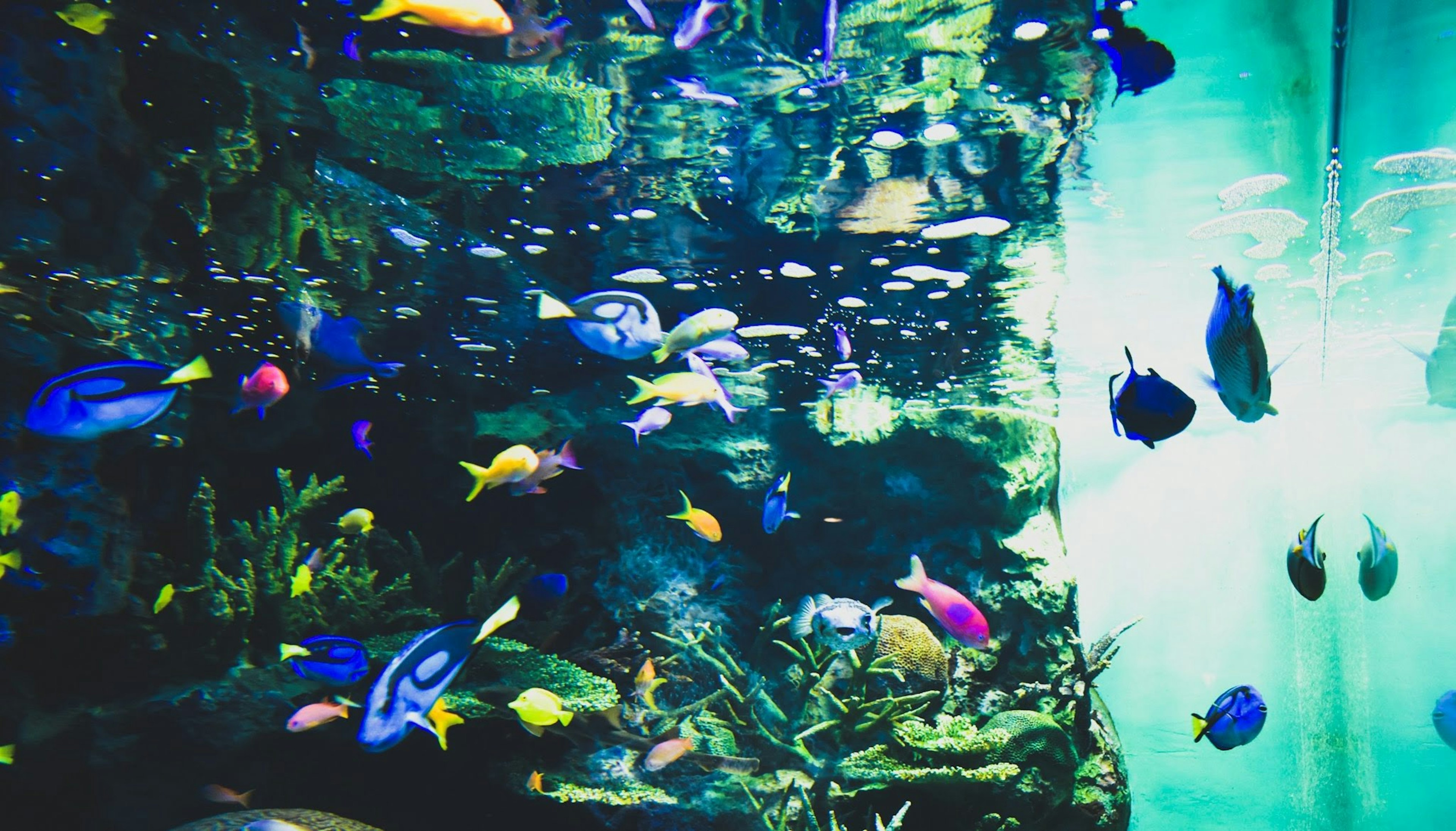 Bunte Fische schwimmen in einem Aquarium