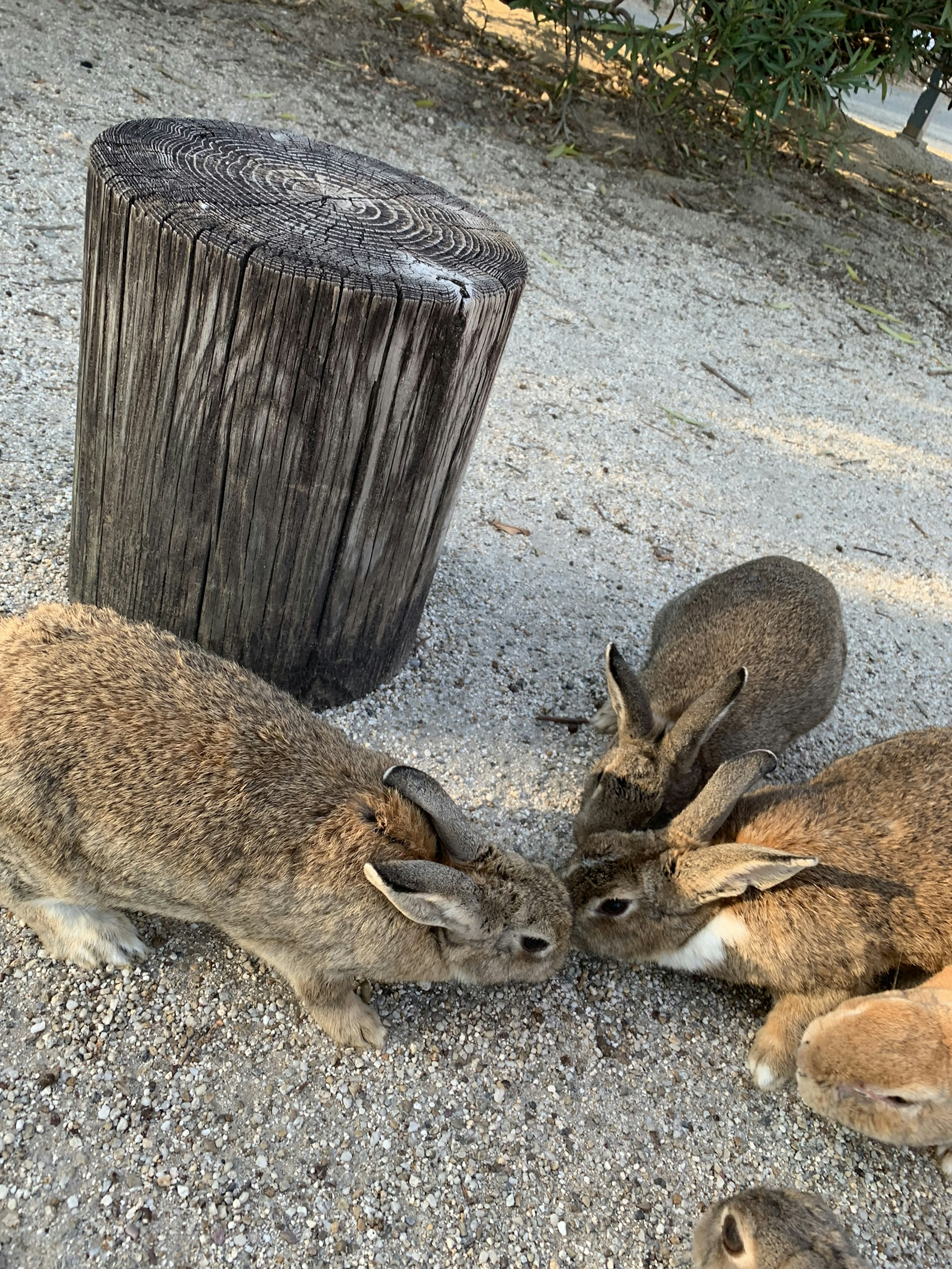 Rabbits interacting closely with a wooden stump nearby