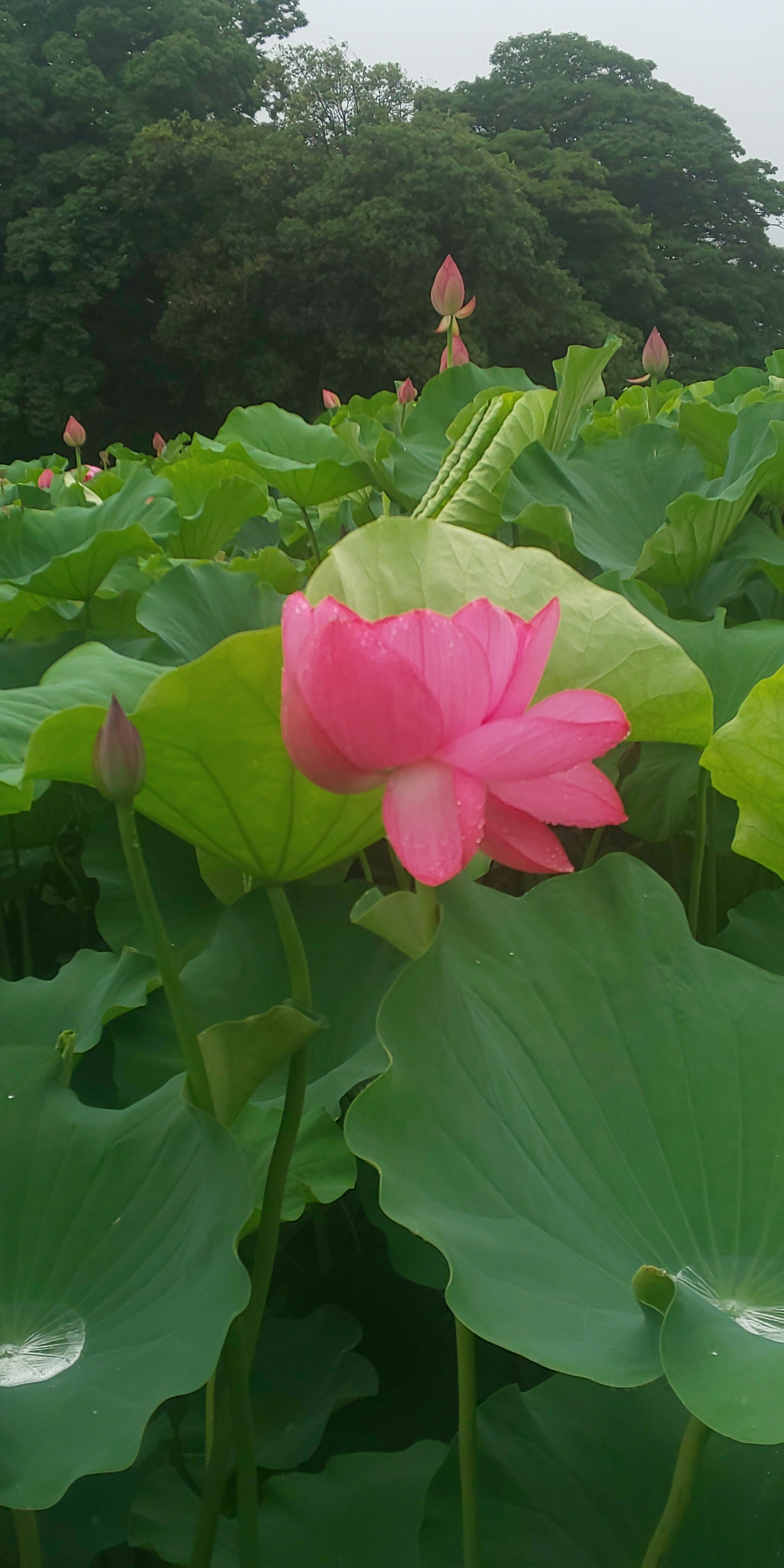 Beautiful pink lotus flower blooming among green leaves