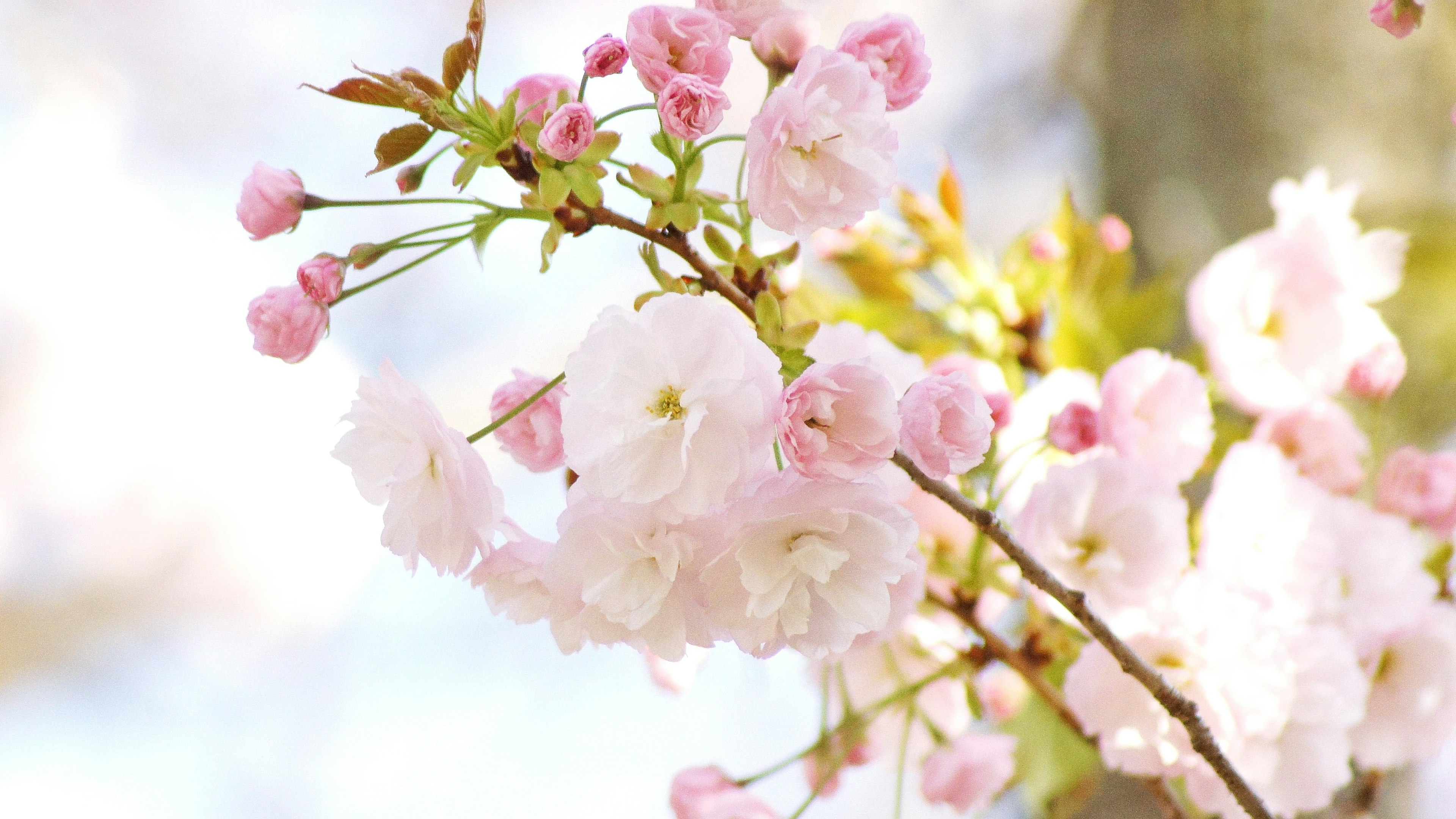 Kedekatan cabang bunga sakura yang berwarna merah muda