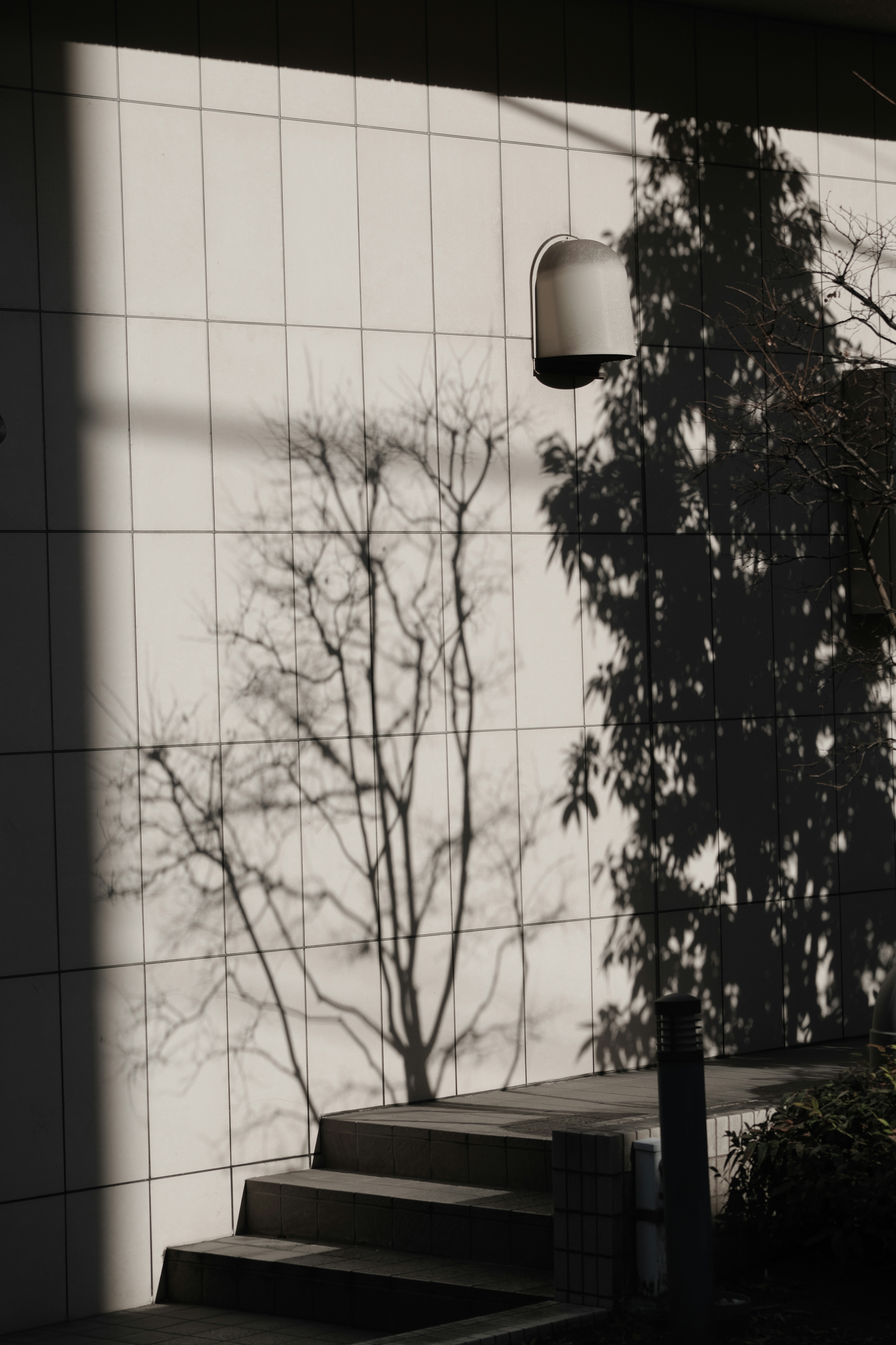 Contraste des ombres d'arbre et d'une lampe sur un mur blanc