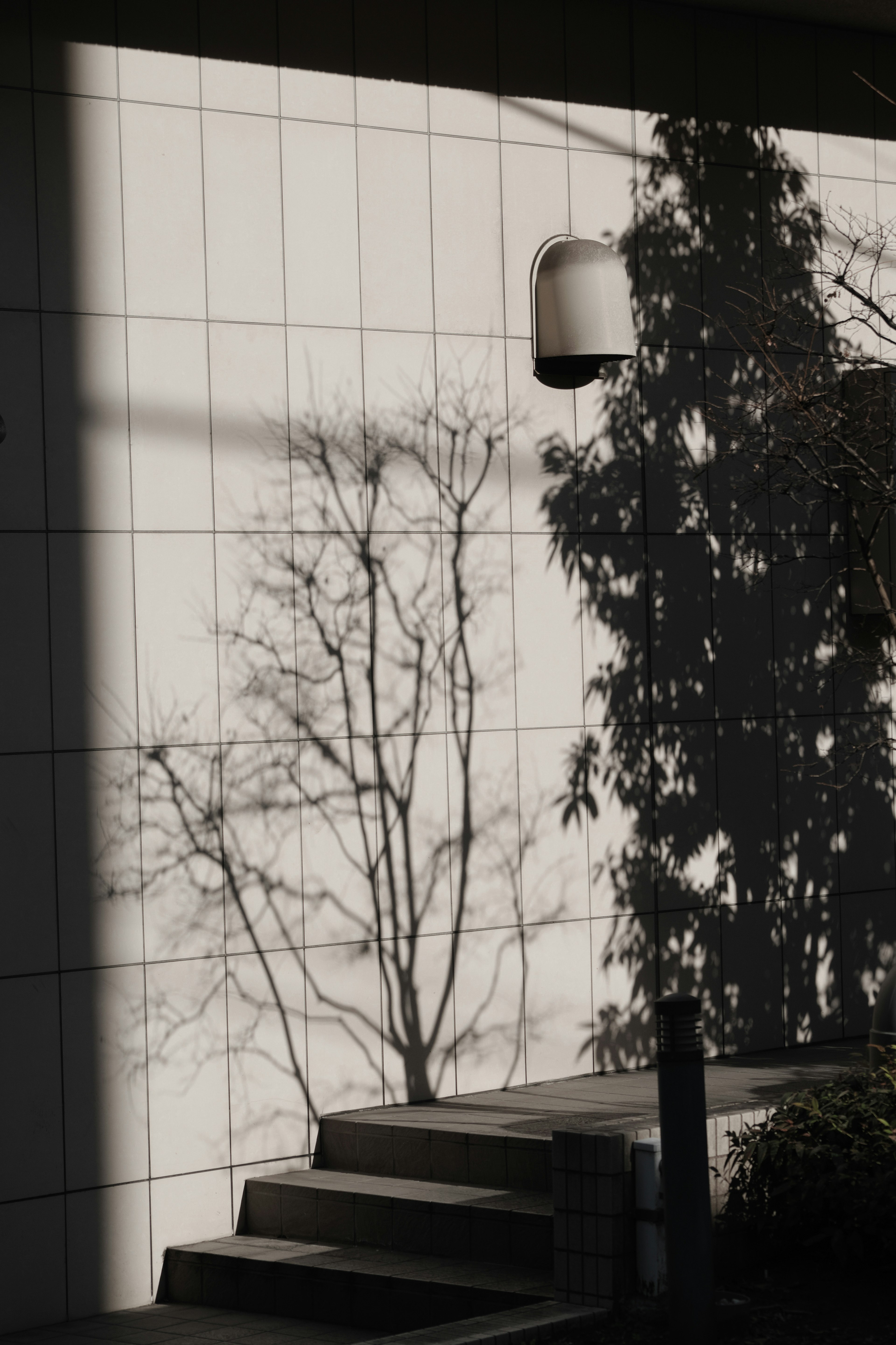 Contraste de las sombras de un árbol y una lámpara en una pared blanca