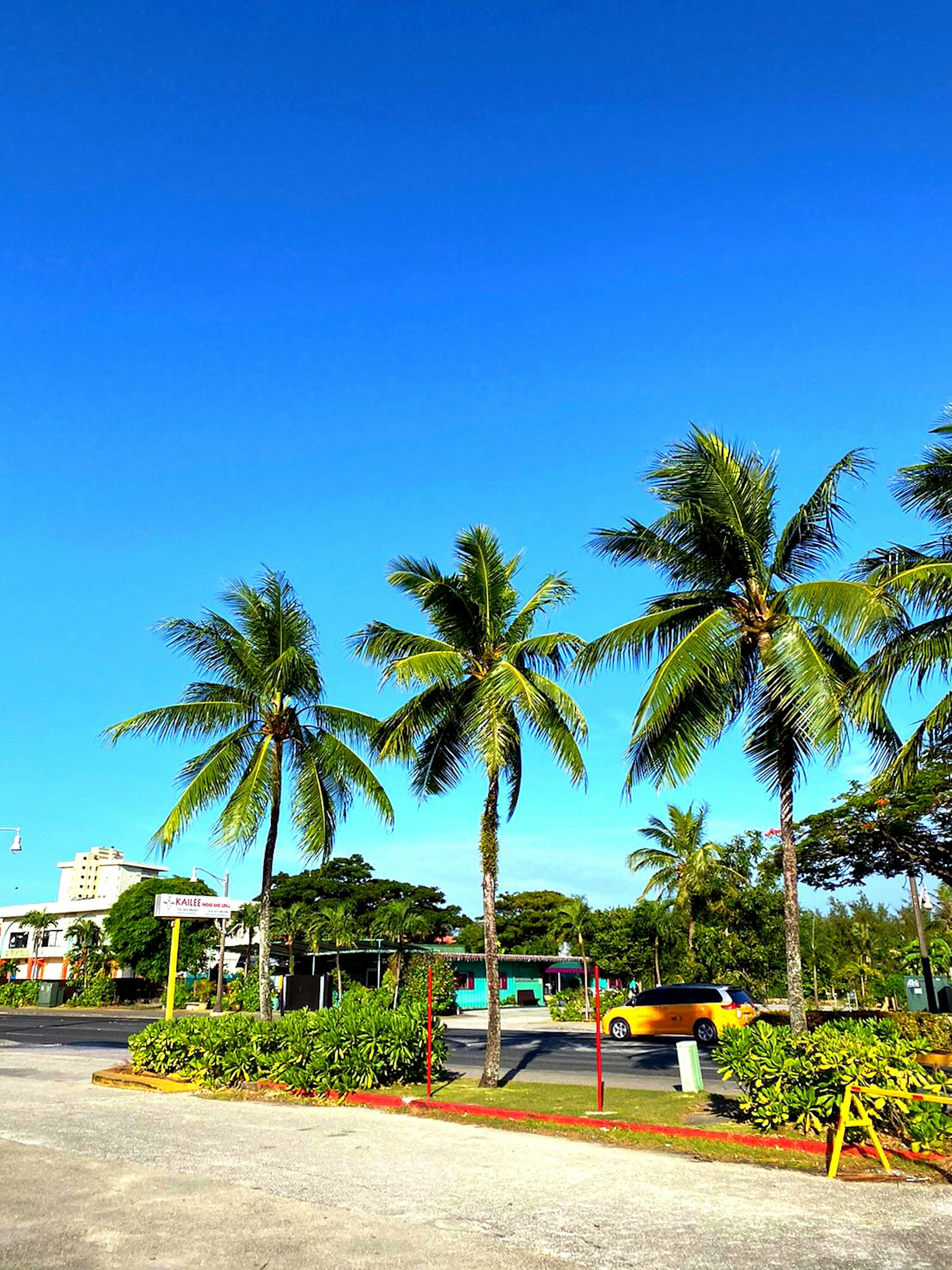 Palm trees under a clear blue sky with vibrant greenery