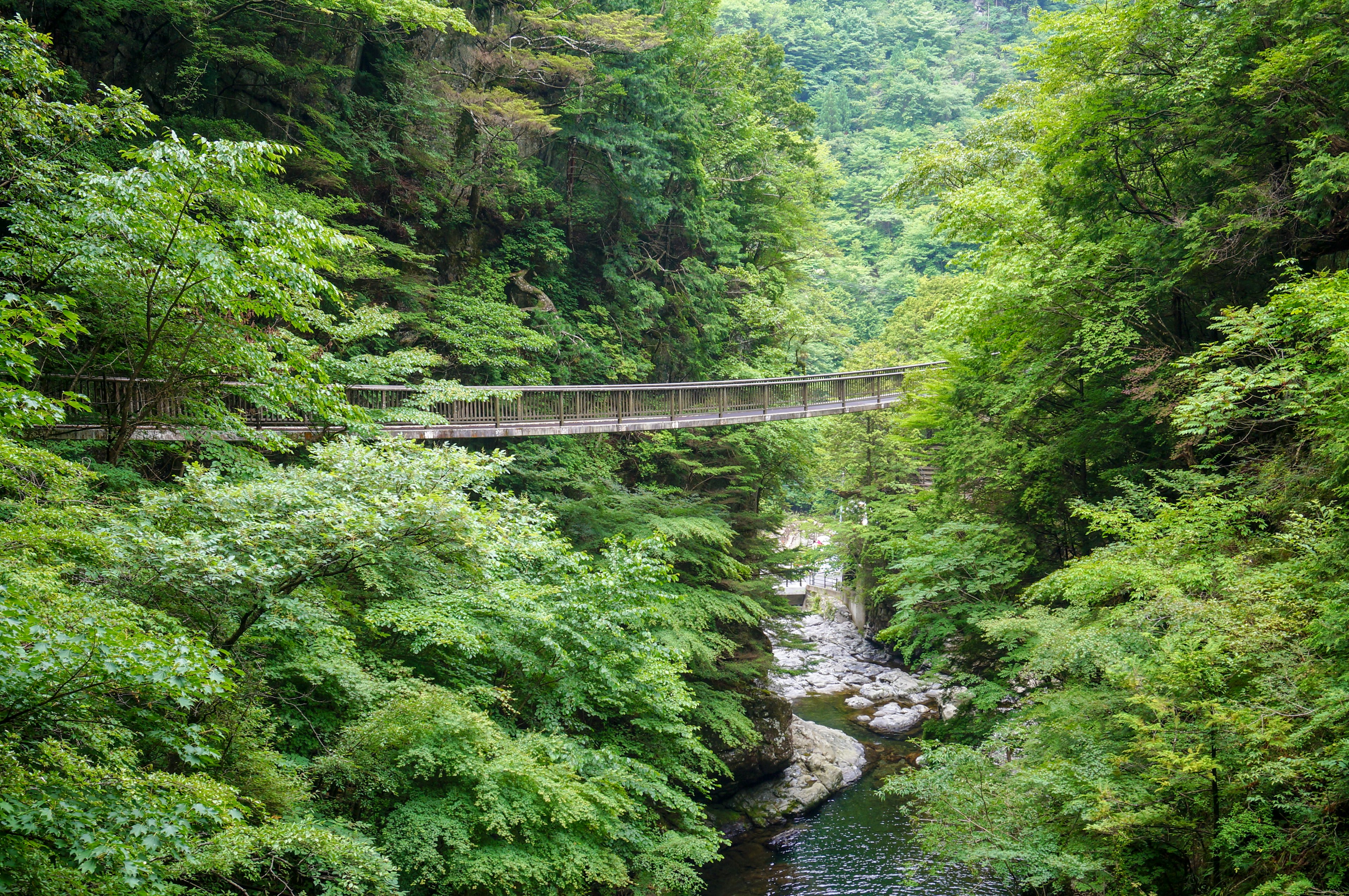 Un ponte che attraversa un fiume in una foresta lussureggiante