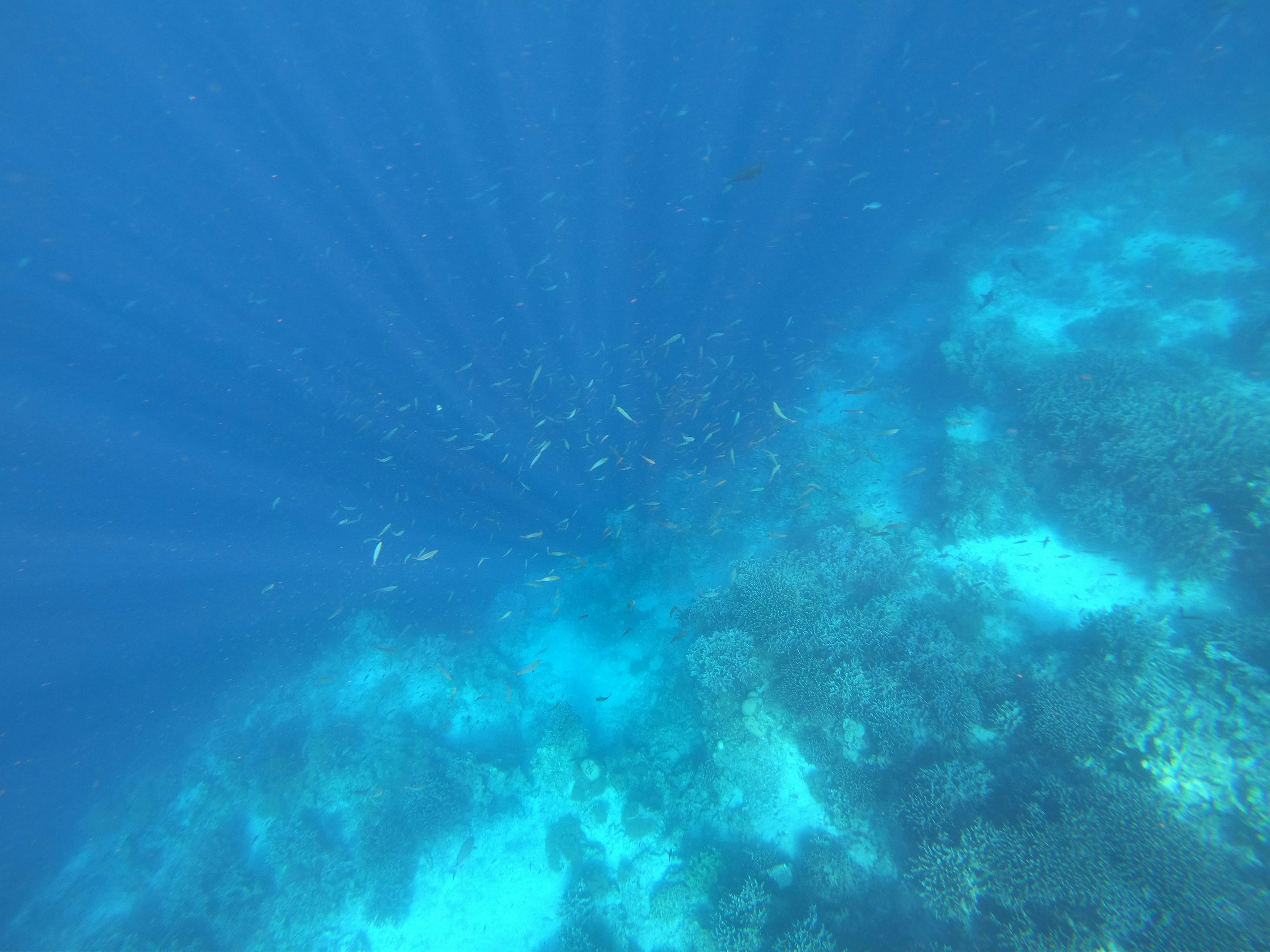 Pemandangan bawah laut terumbu karang dengan kawanan ikan dan sinar matahari