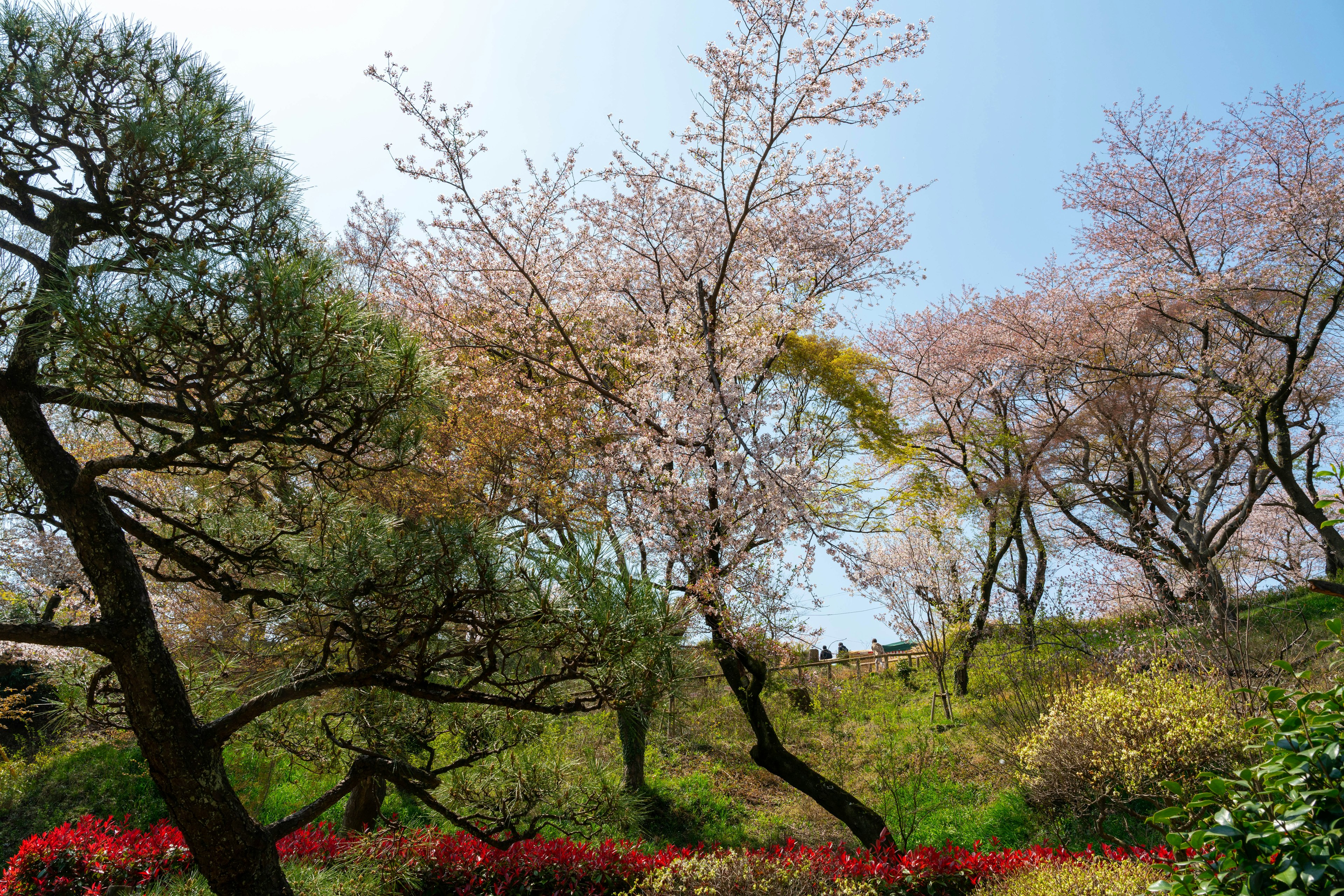 Bellissimo paesaggio con alberi di ciliegio in fiore e piante verdi