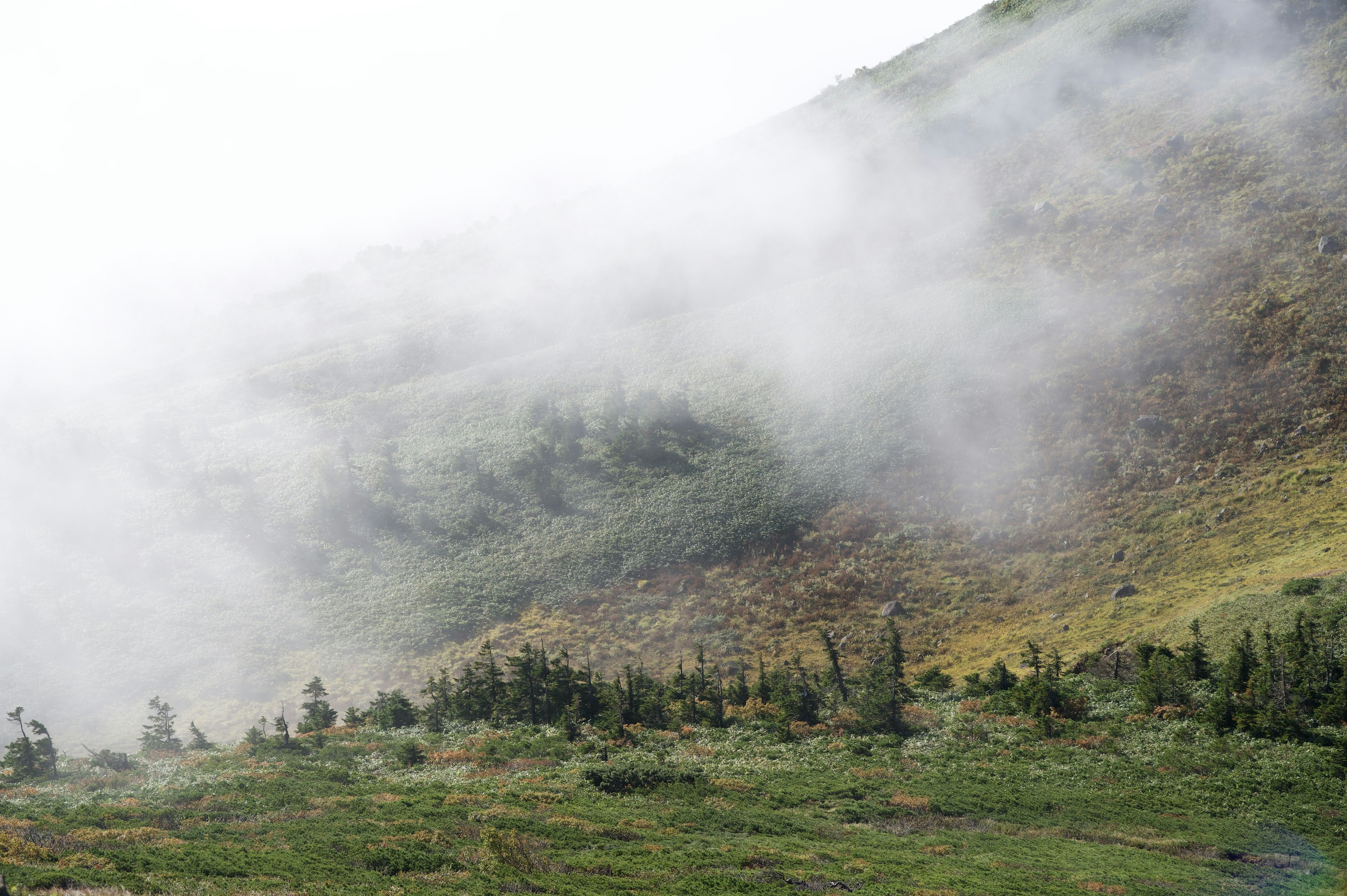 Grüne Hügellandschaft mit Bäumen in Nebel