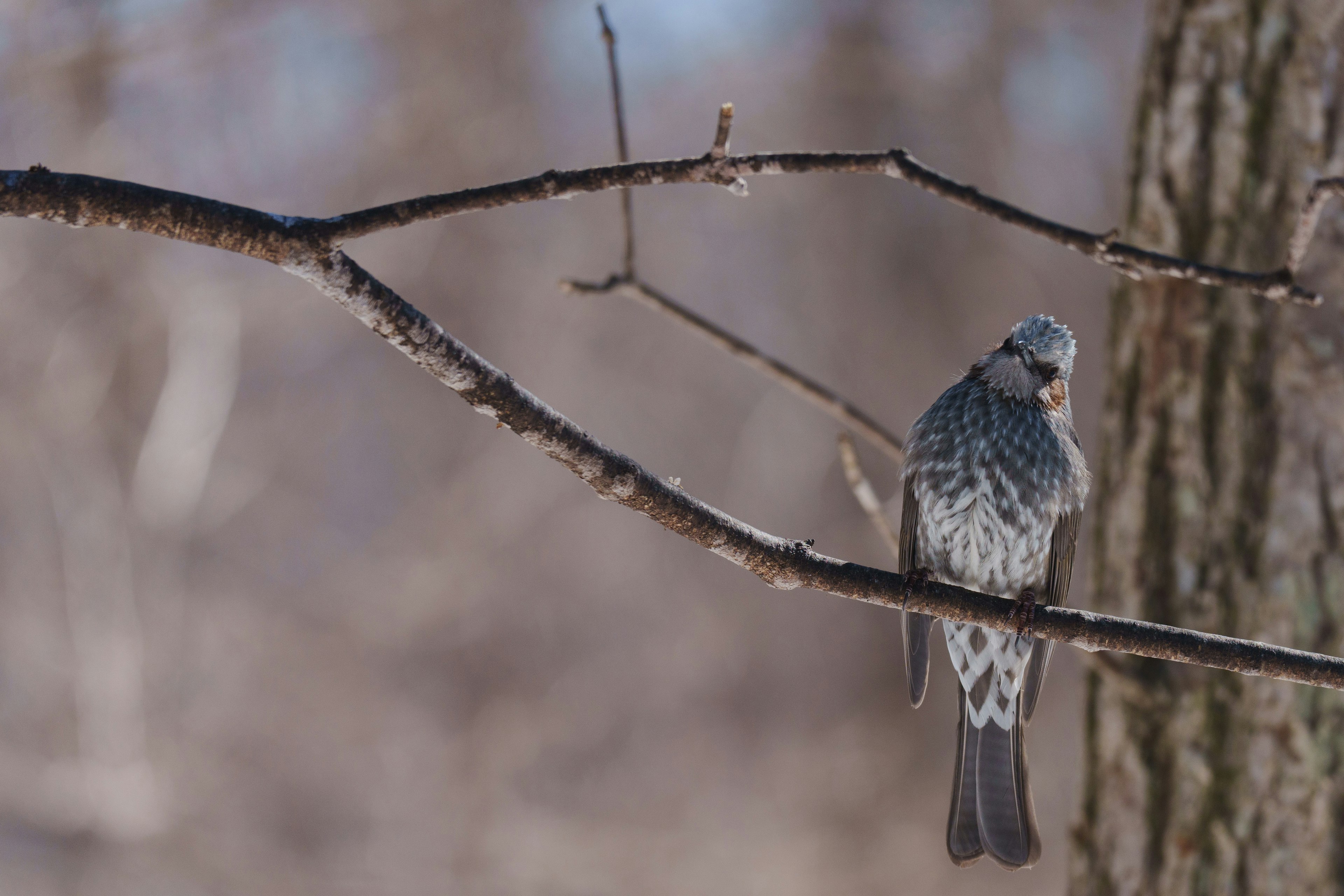 冬の木の枝に止まる灰色の鳥