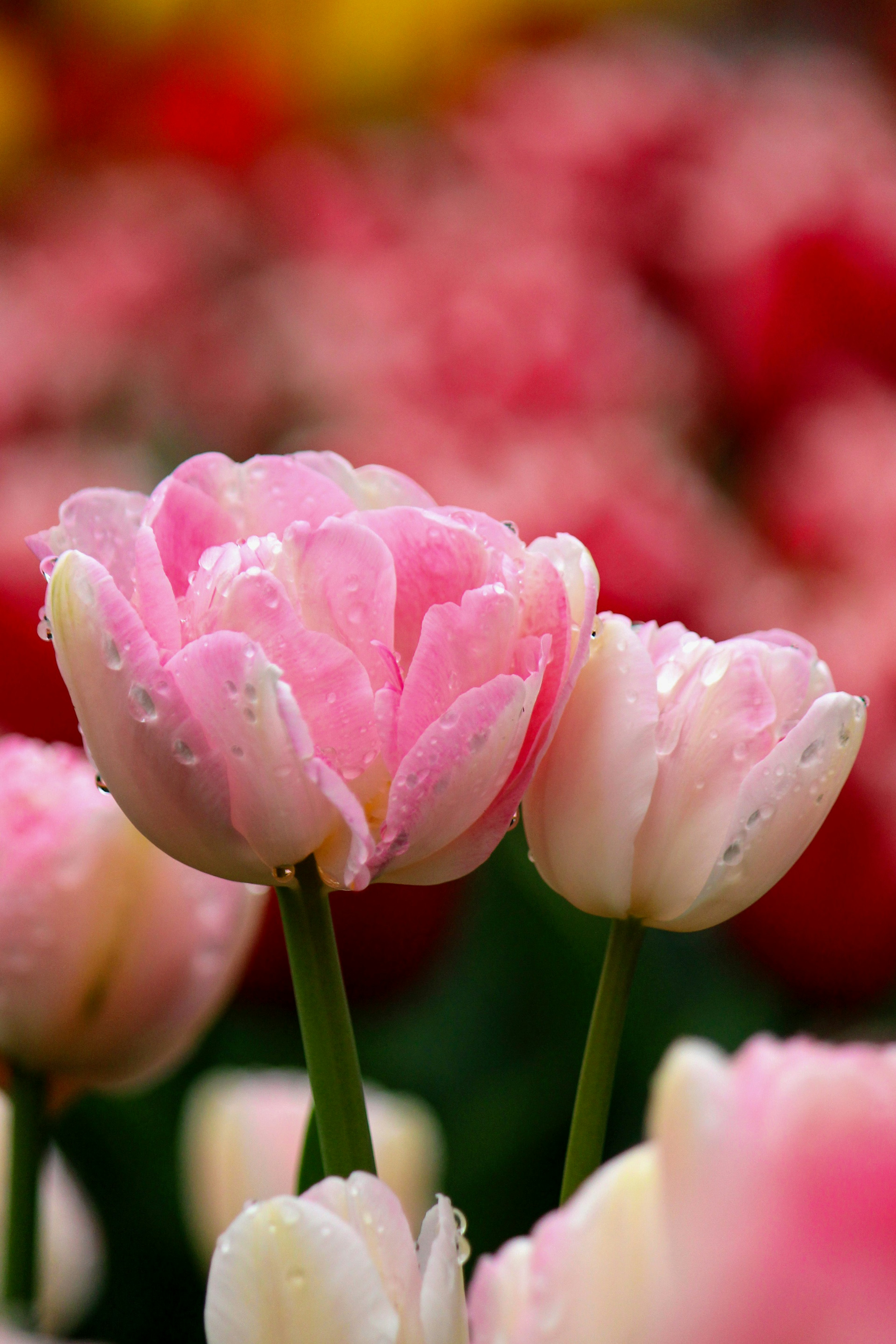 ピンクのチューリップが水滴をつけて咲いている鮮やかな花畑