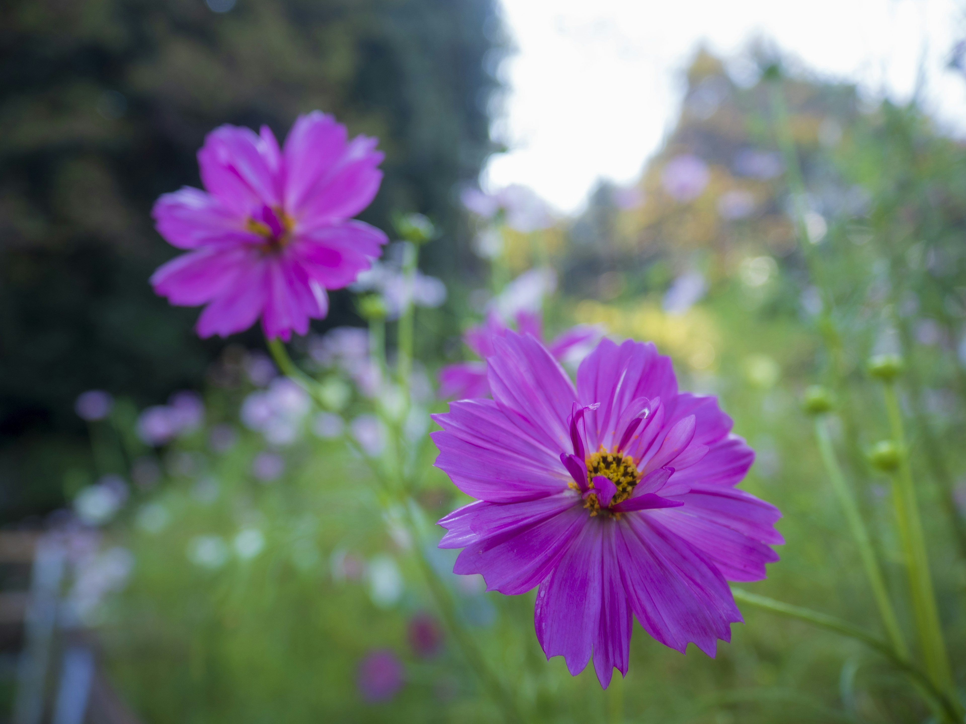 鮮やかな紫色の花が咲いている風景