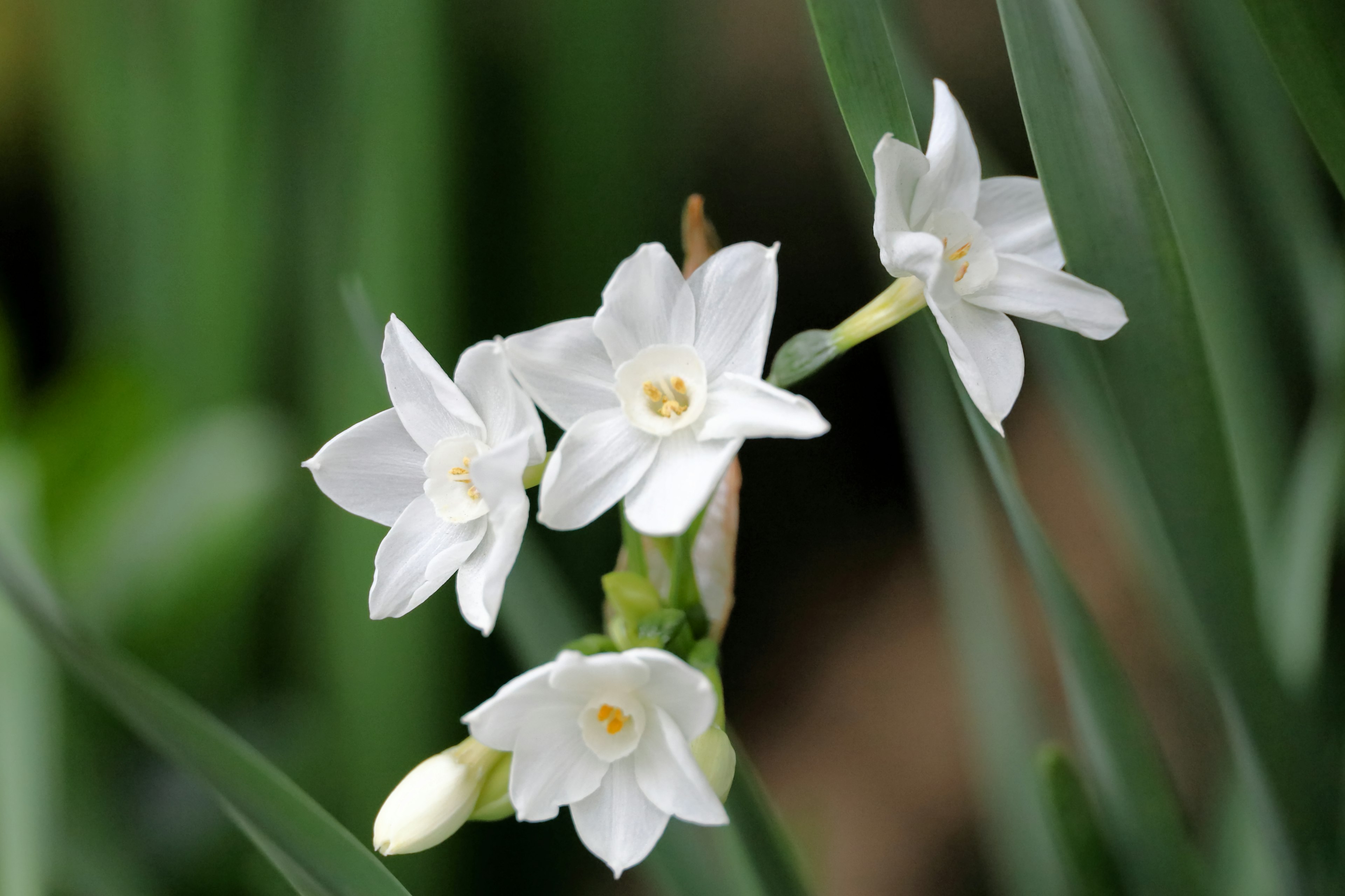 White daffodil flowers blooming among green leaves