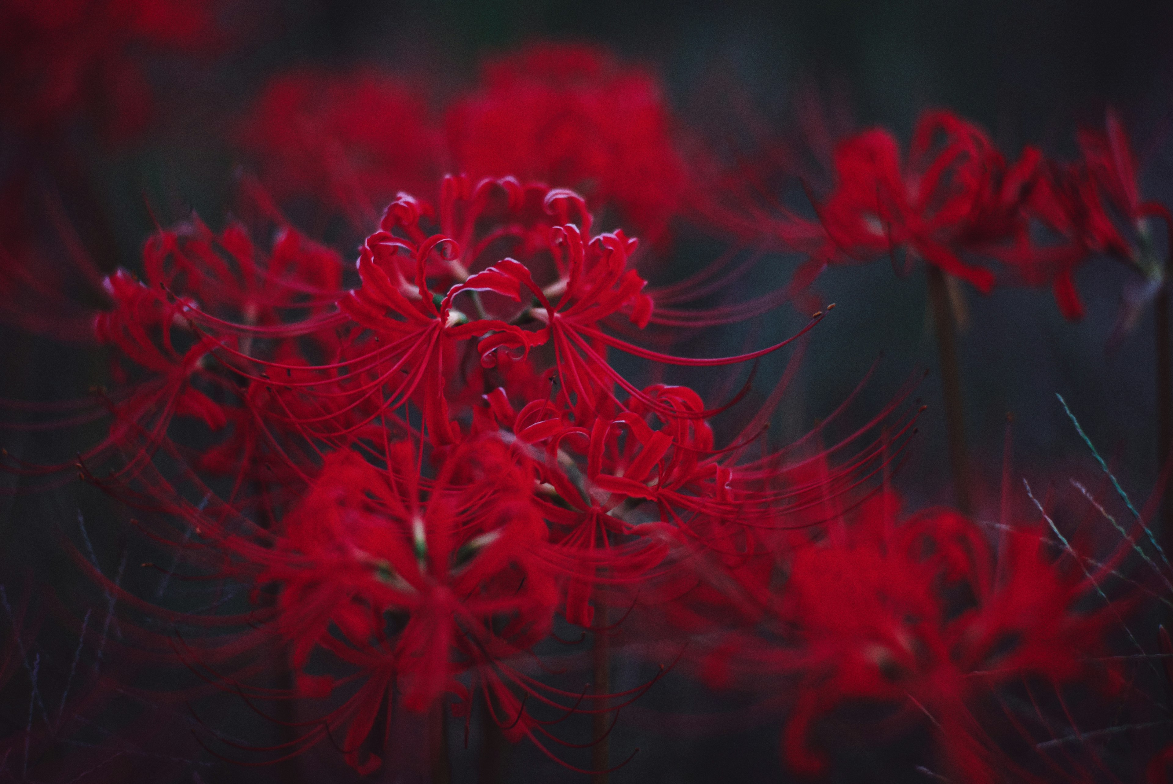 Ansammlung roter Spinnenlilien vor einem dunklen Hintergrund