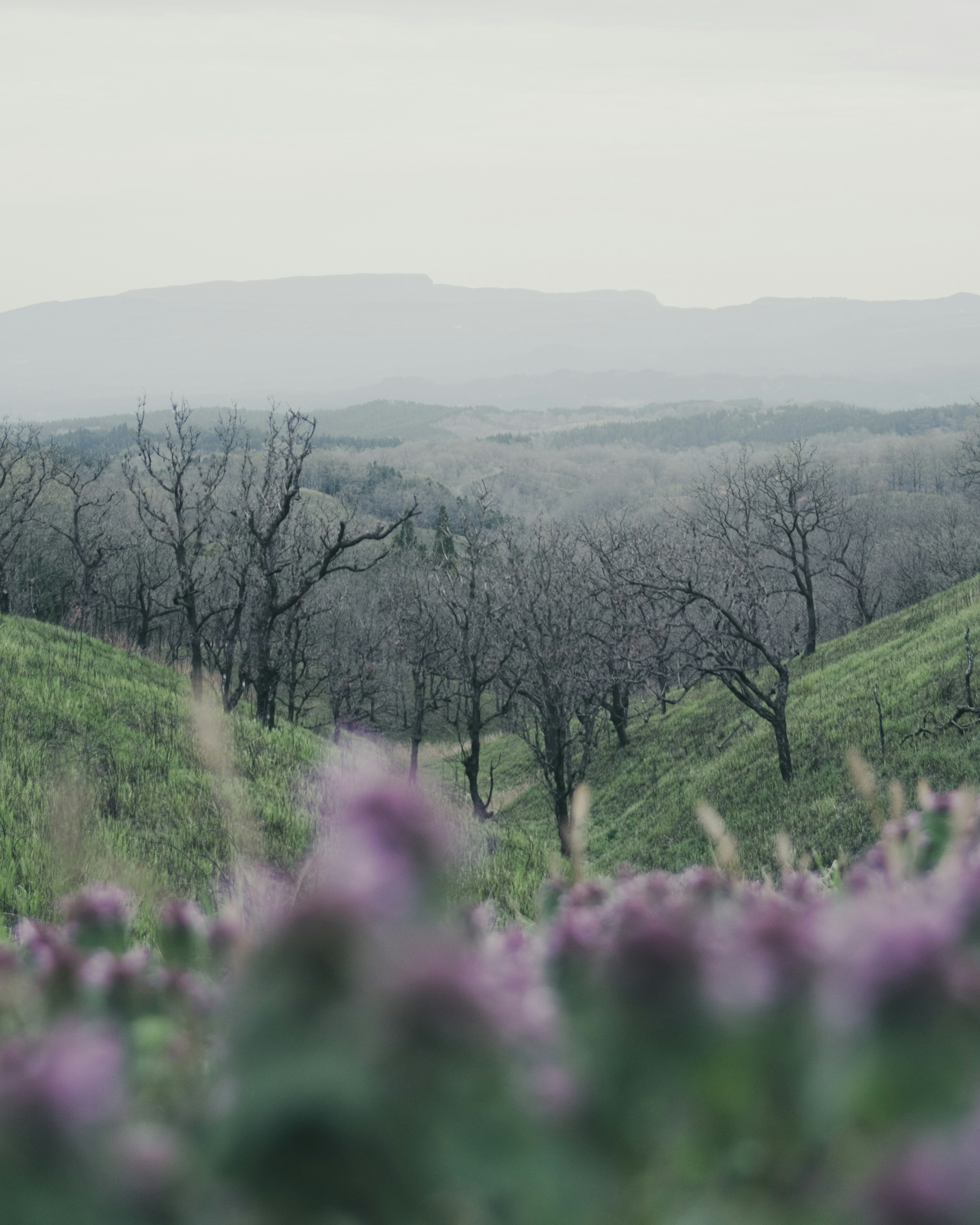 Landschaft mit grünen Hügeln, trockenen Bäumen und blühenden lila Blumen