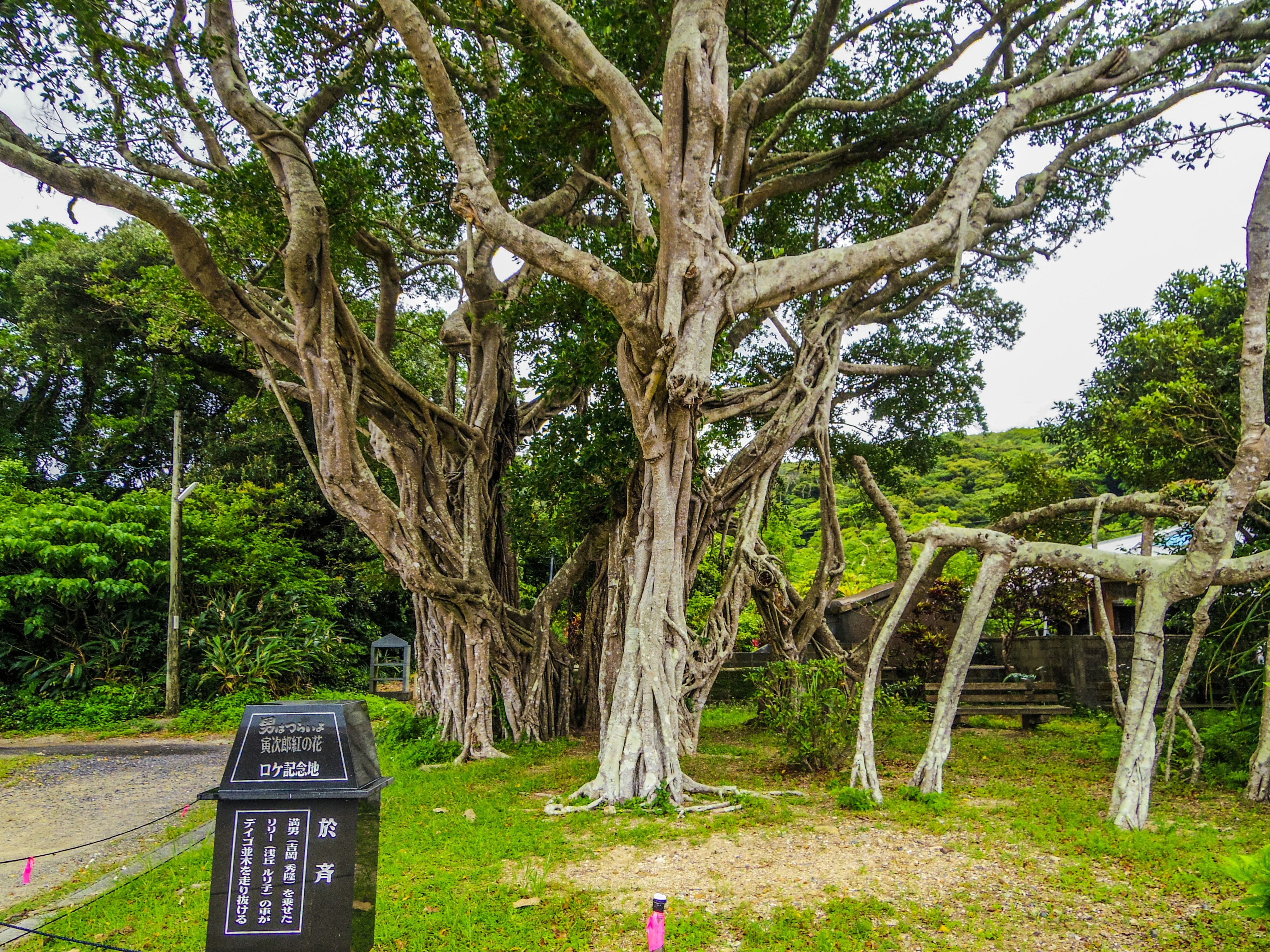 A large tree with twisted branches next to a trash bin in a park