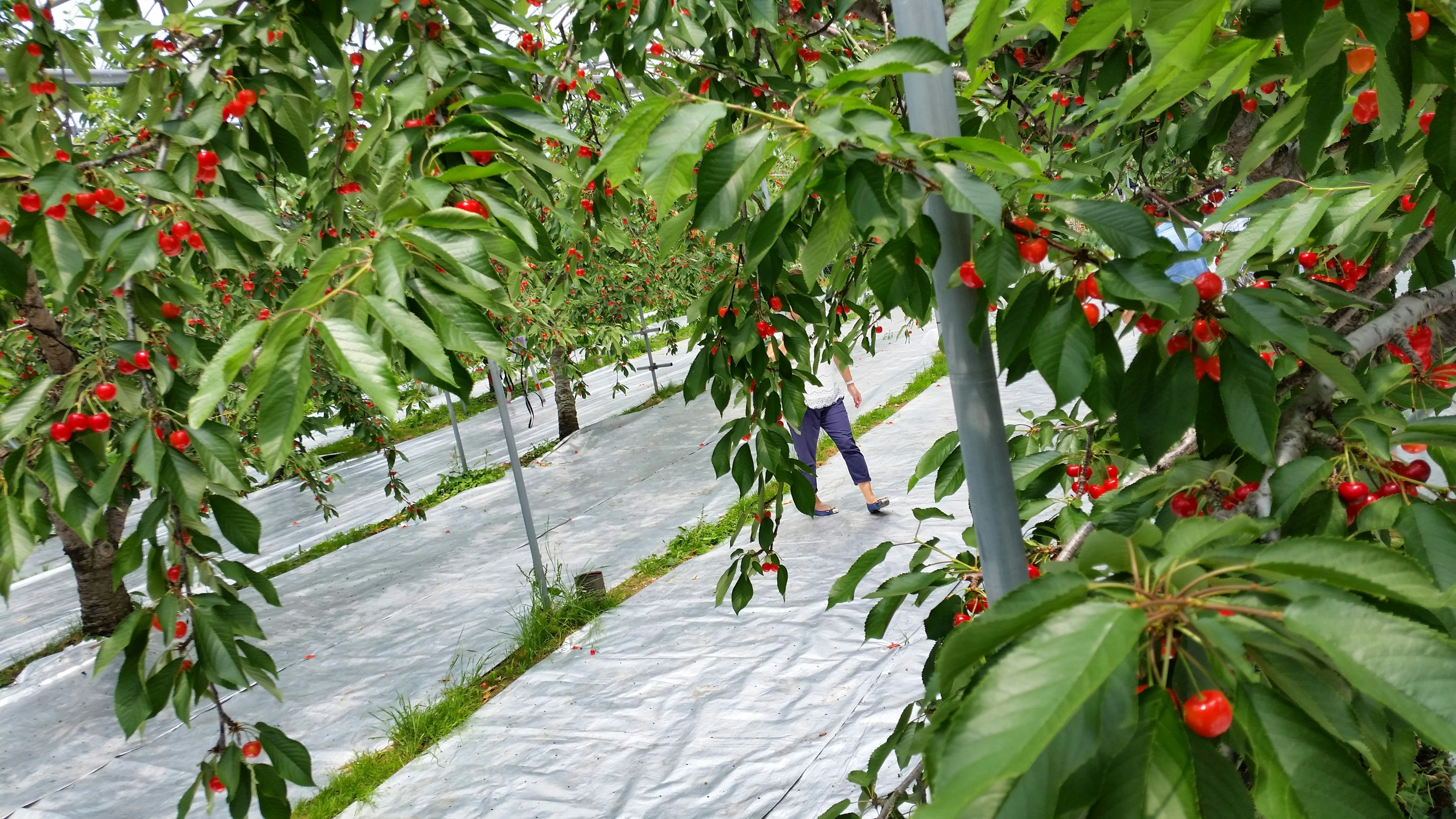 Una persona caminando por un huerto de cerezos rodeada de hojas verdes y cerezas rojas