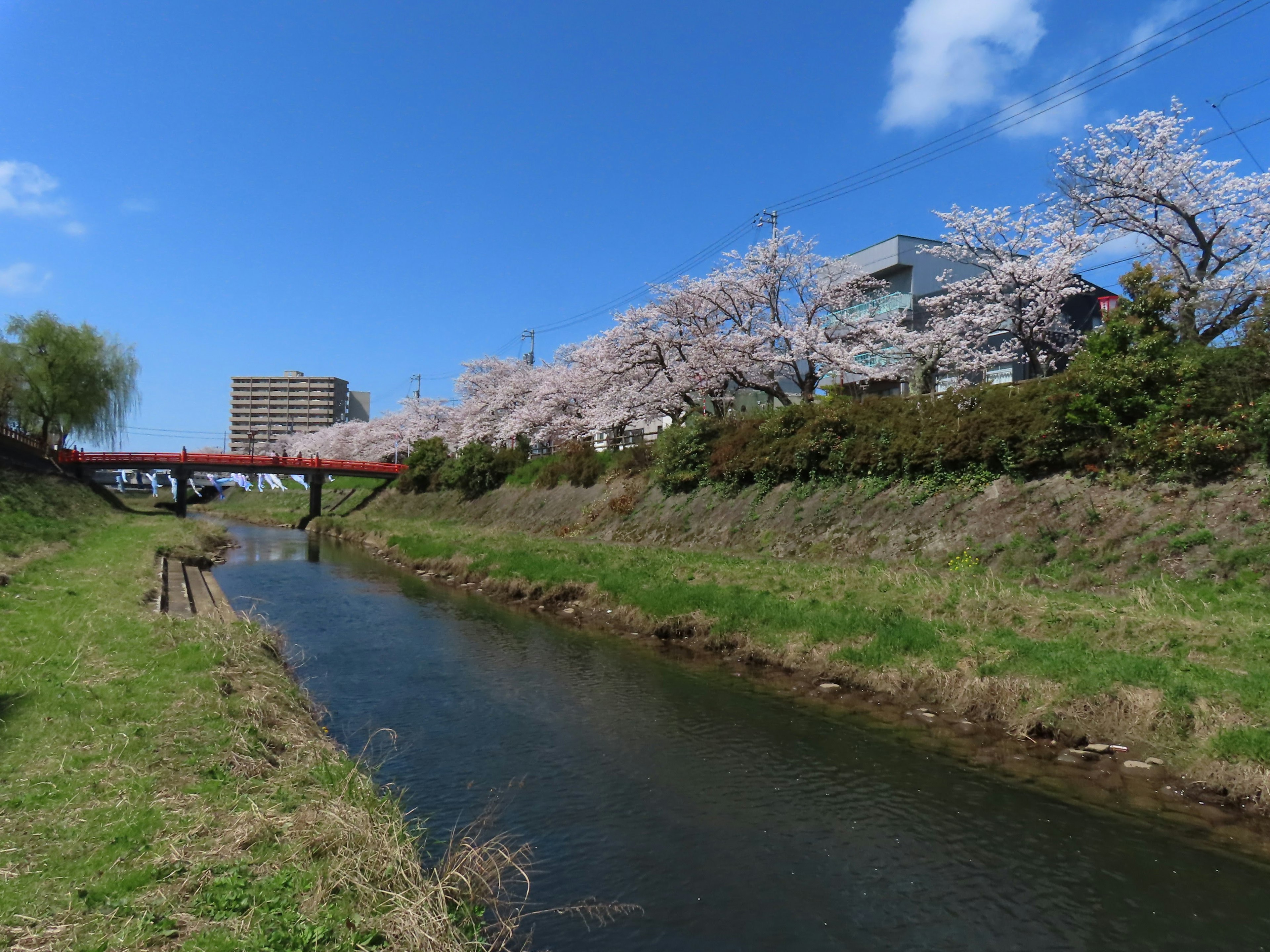 Vista panoramica di un fiume fiancheggiato da alberi di ciliegio erba verde e cielo blu