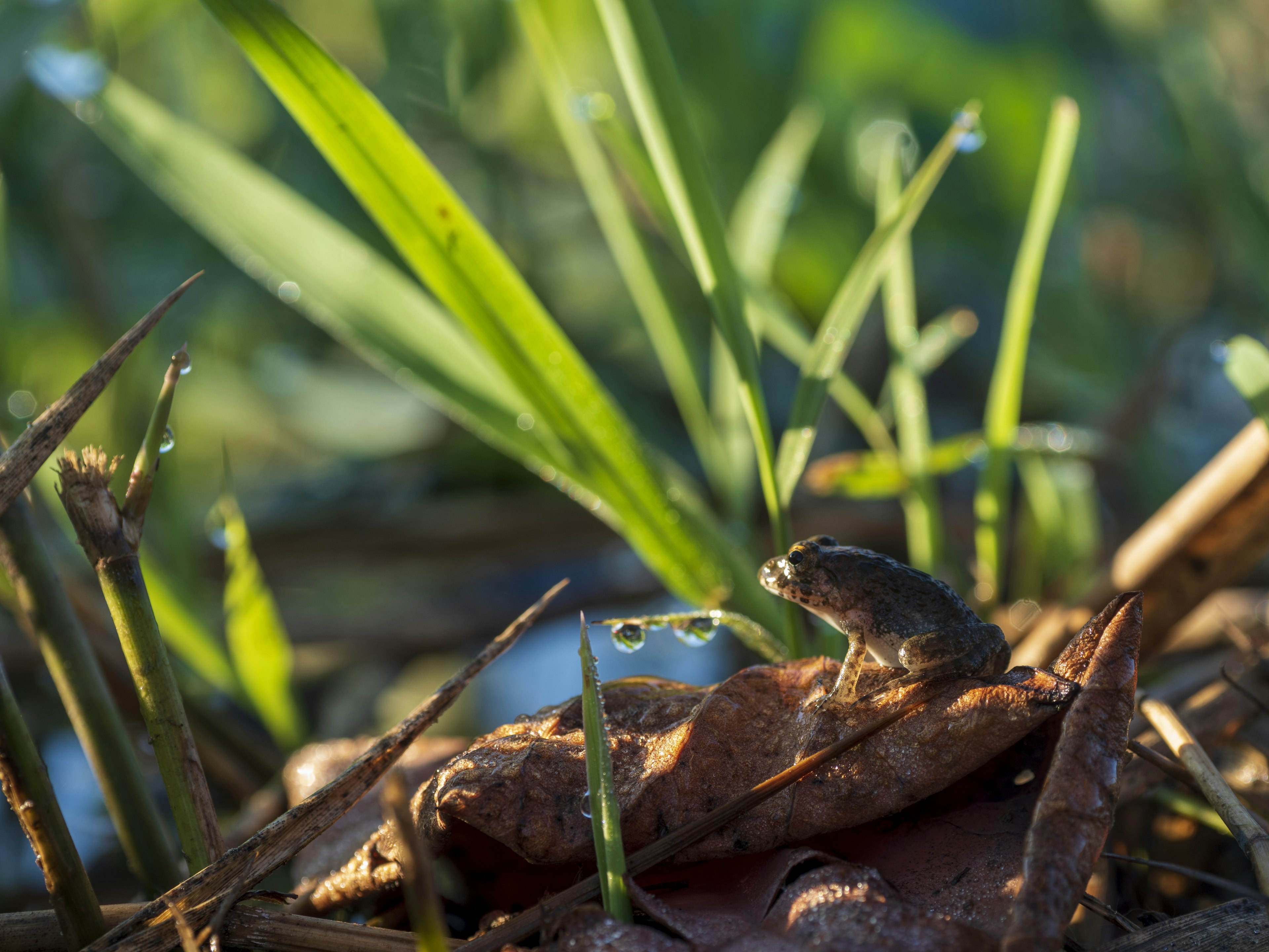 Kleine Frosch in grünem Gras und Wassertropfen