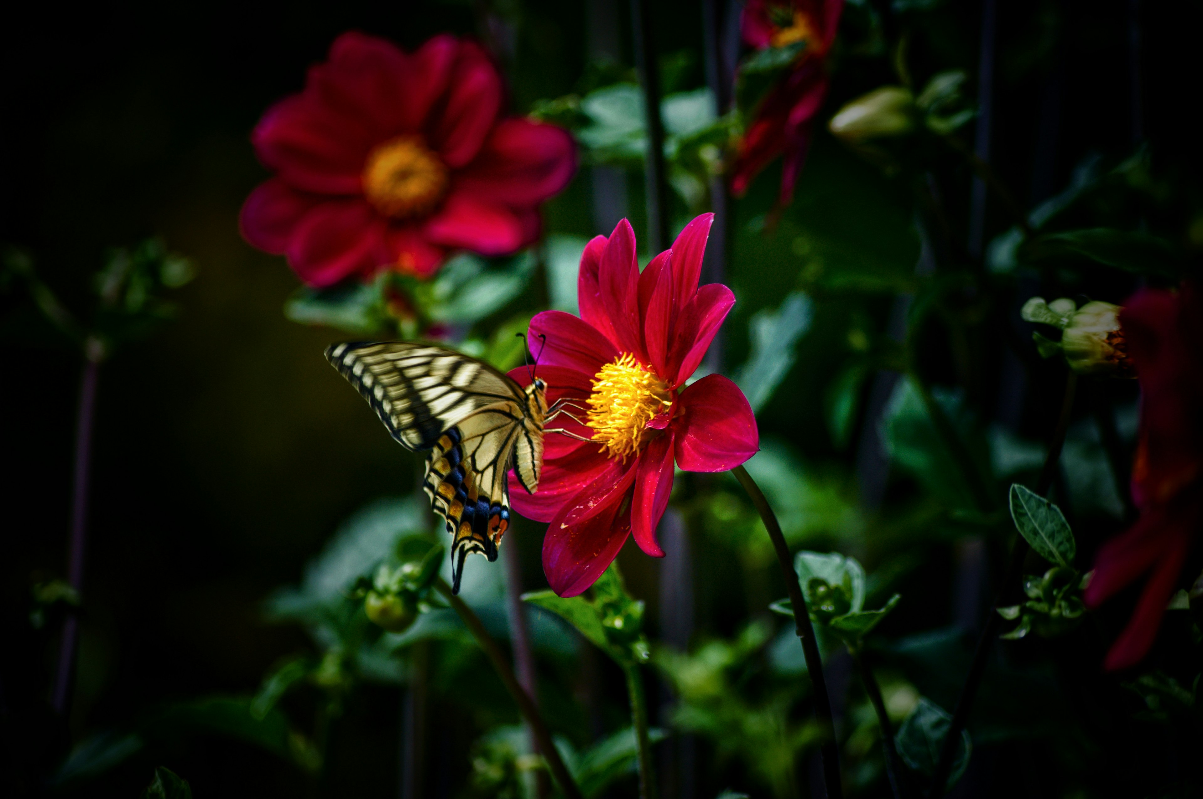 Ein gelber Schmetterling, der auf lebhaften roten Blumen in einem Garten sitzt