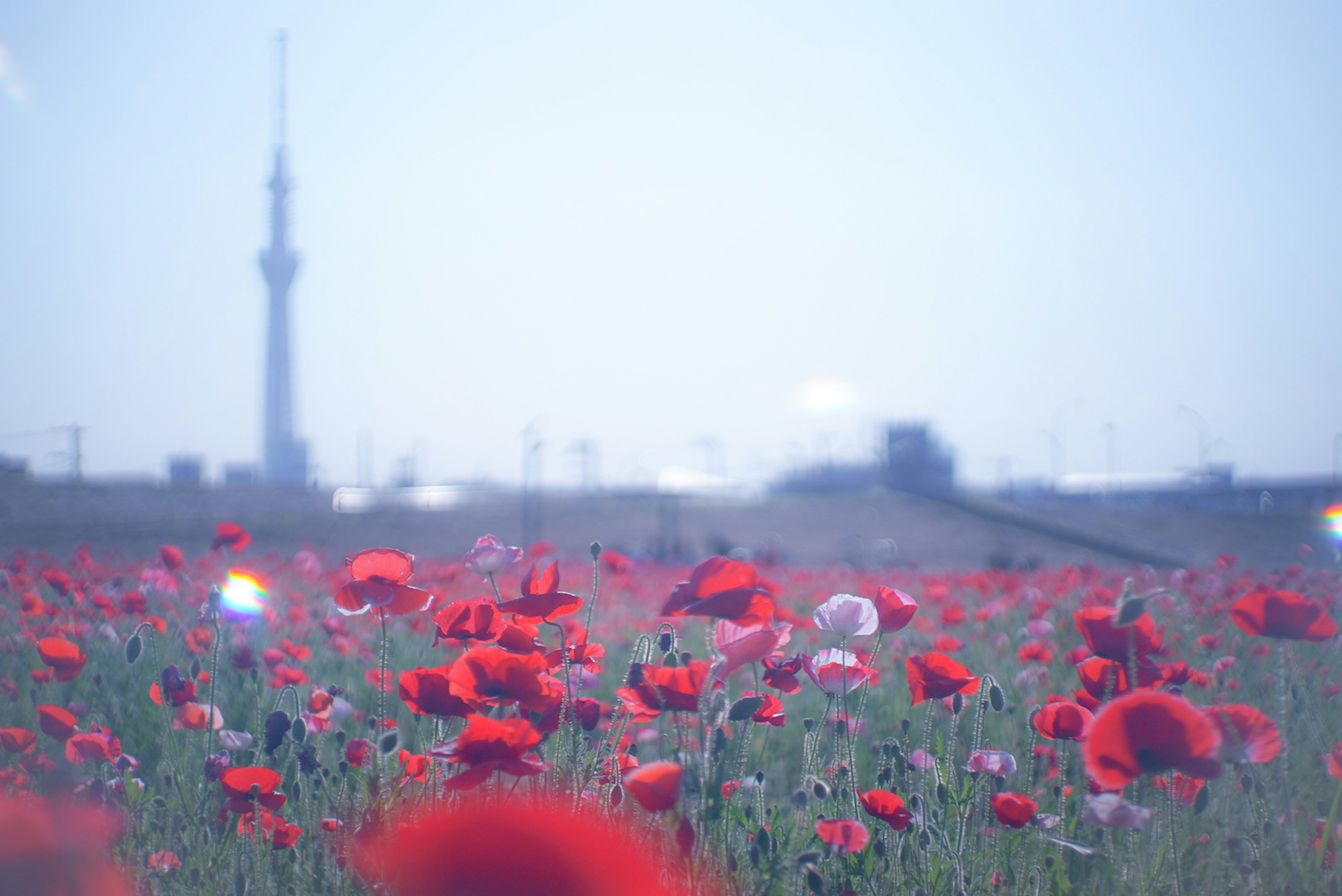 赤いポピーの花が咲く風景と遠くに東京スカイツリーが見える