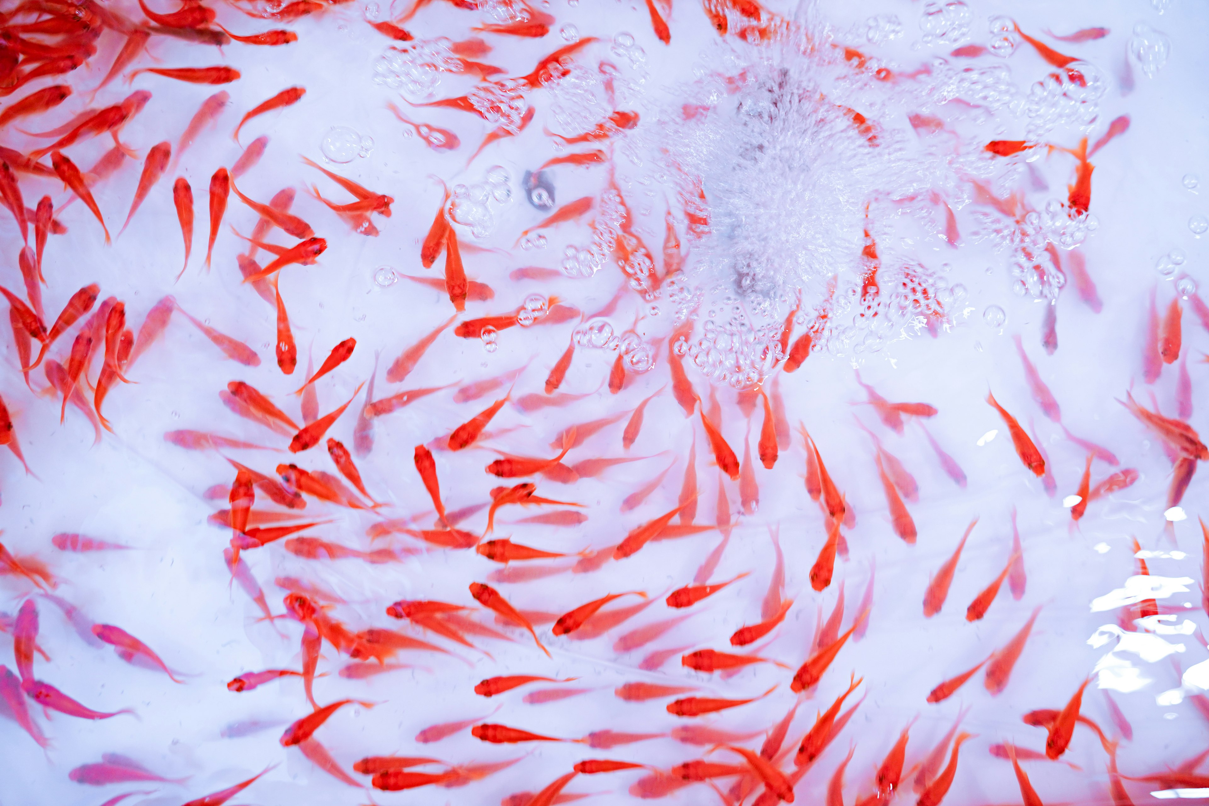 Un banco de peces dorados rojos nadando en agua clara