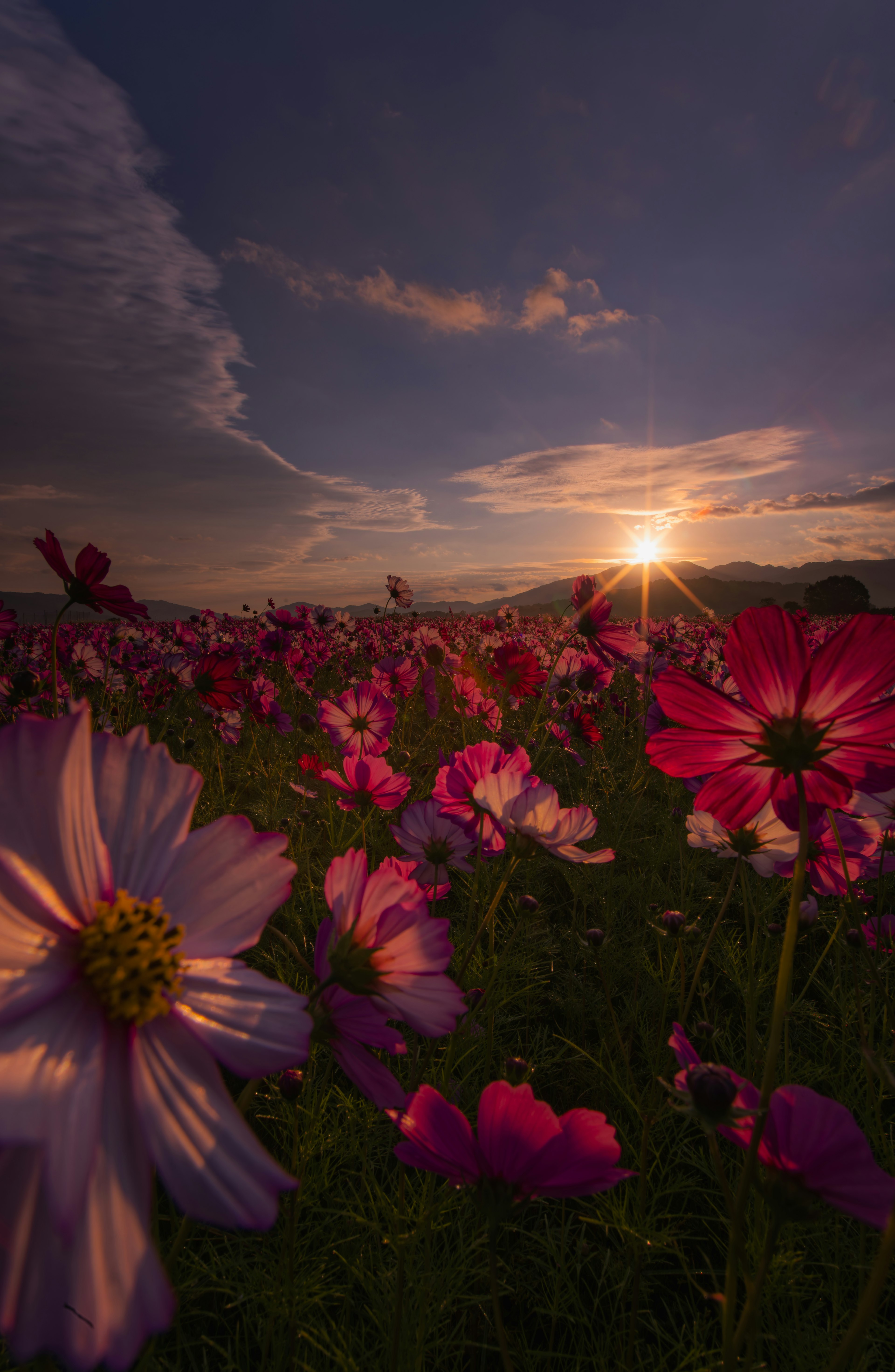 夕日が照らすコスモスの花畑の前景にピンクの花が広がる風景