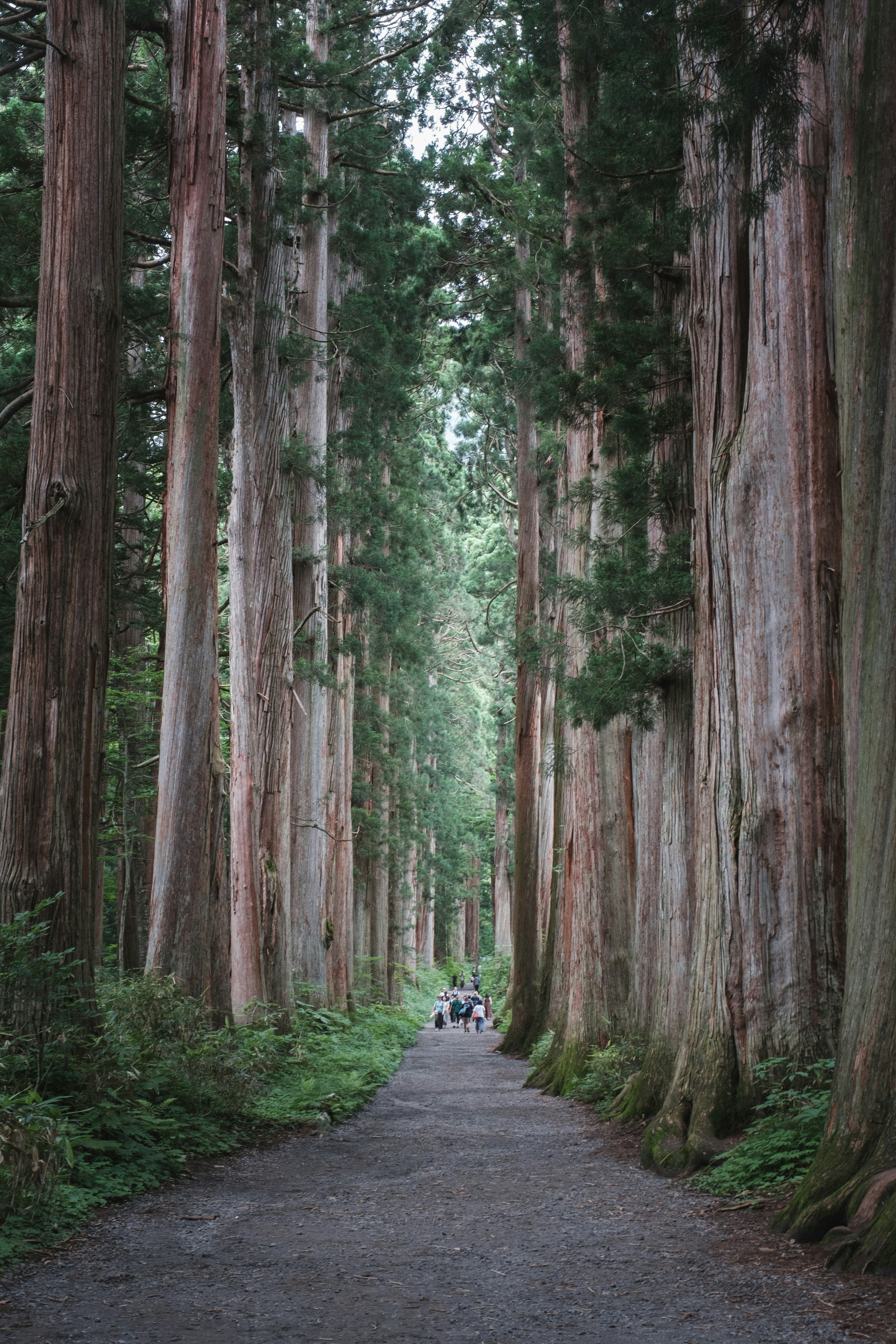 高い木々に囲まれた静かな小道の風景