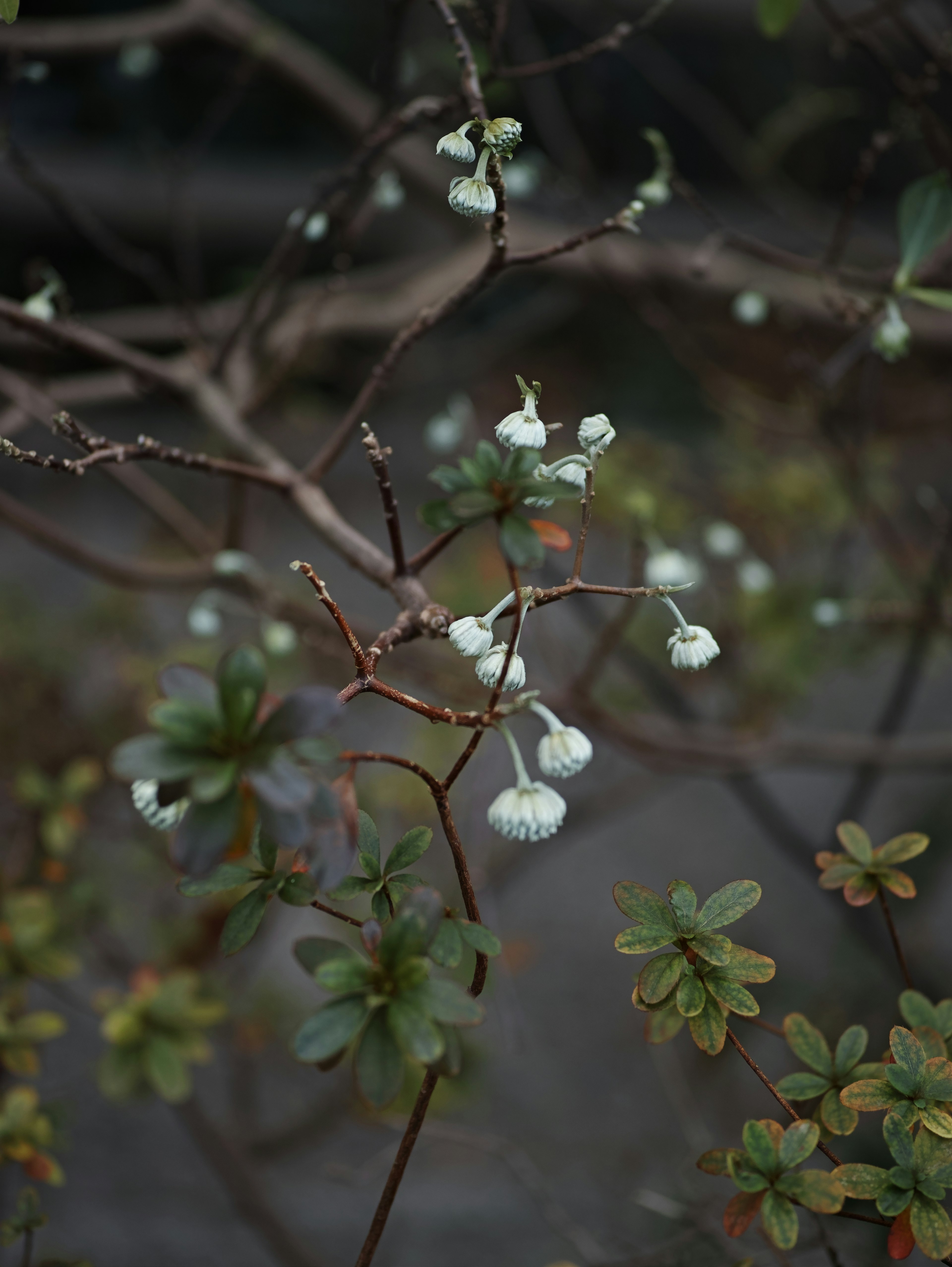 特寫植物枝條，帶有白色花朵和綠色葉子