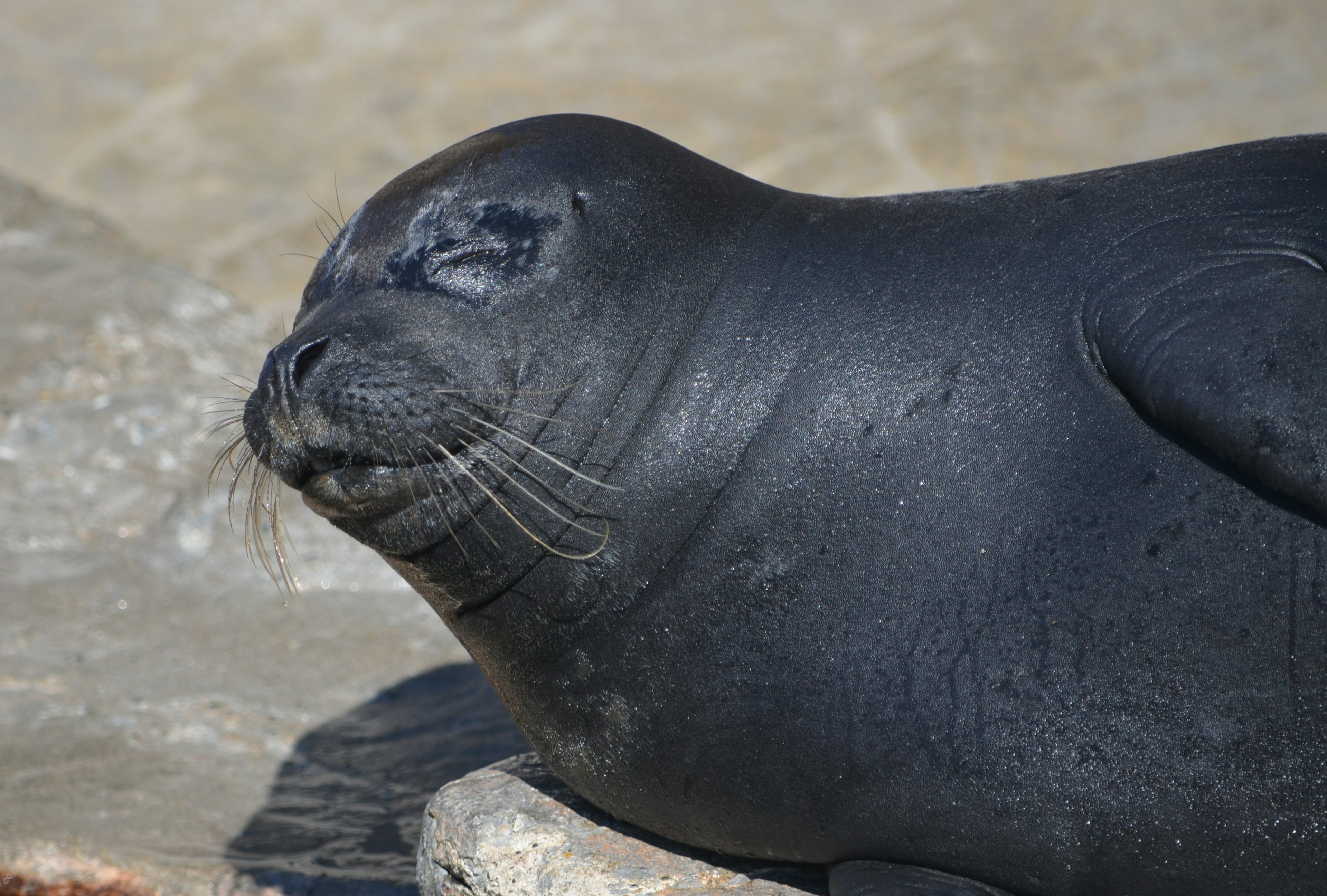 Una foca nera che riposa su una roccia