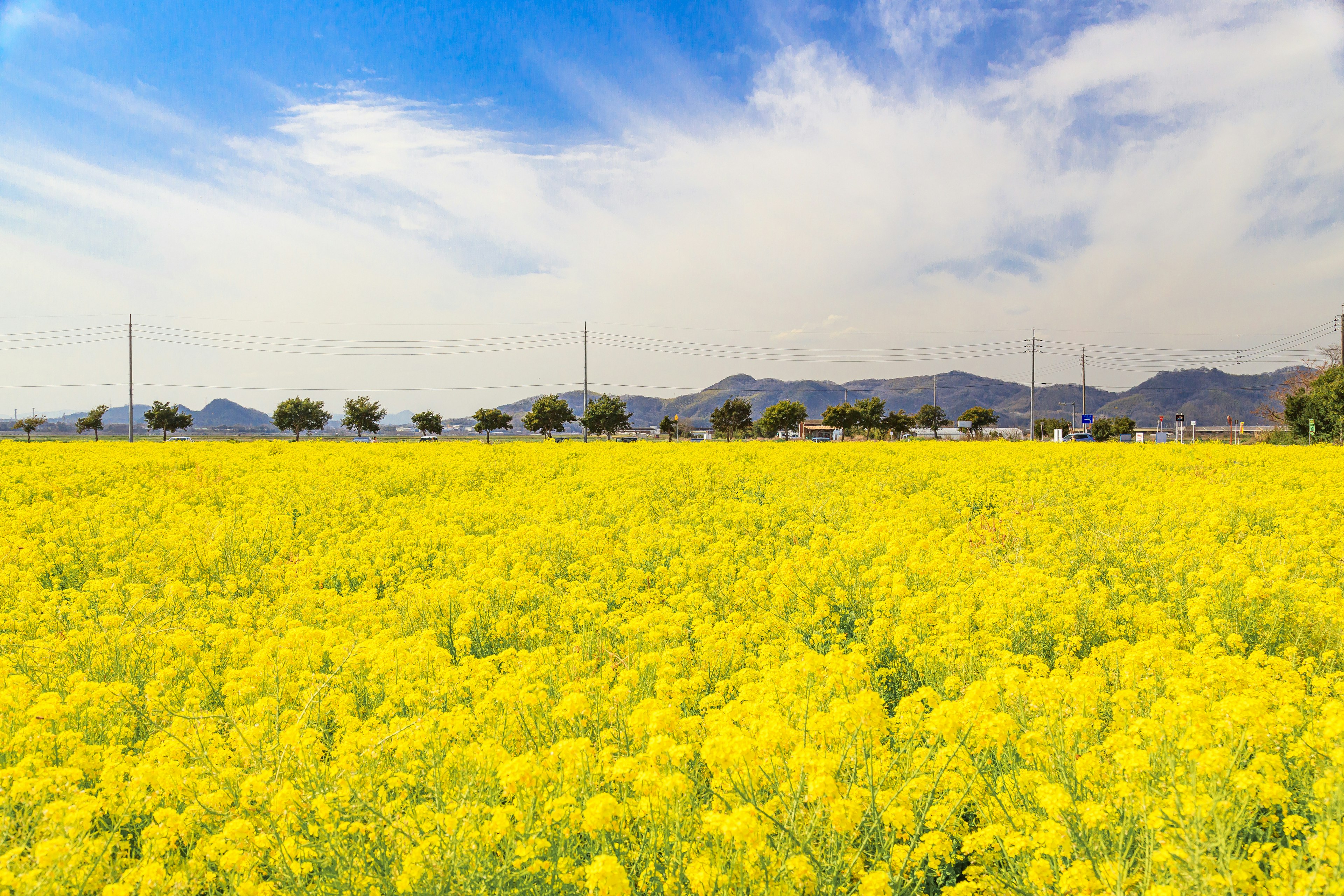 Ladang bunga rapeseed kuning cerah di bawah langit biru dengan pegunungan di kejauhan